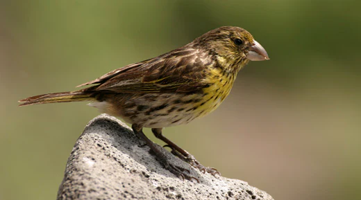 A small songbird with brown streaked plumage and a yellowish breast perching on a grey volcanic rock against a blurred background.