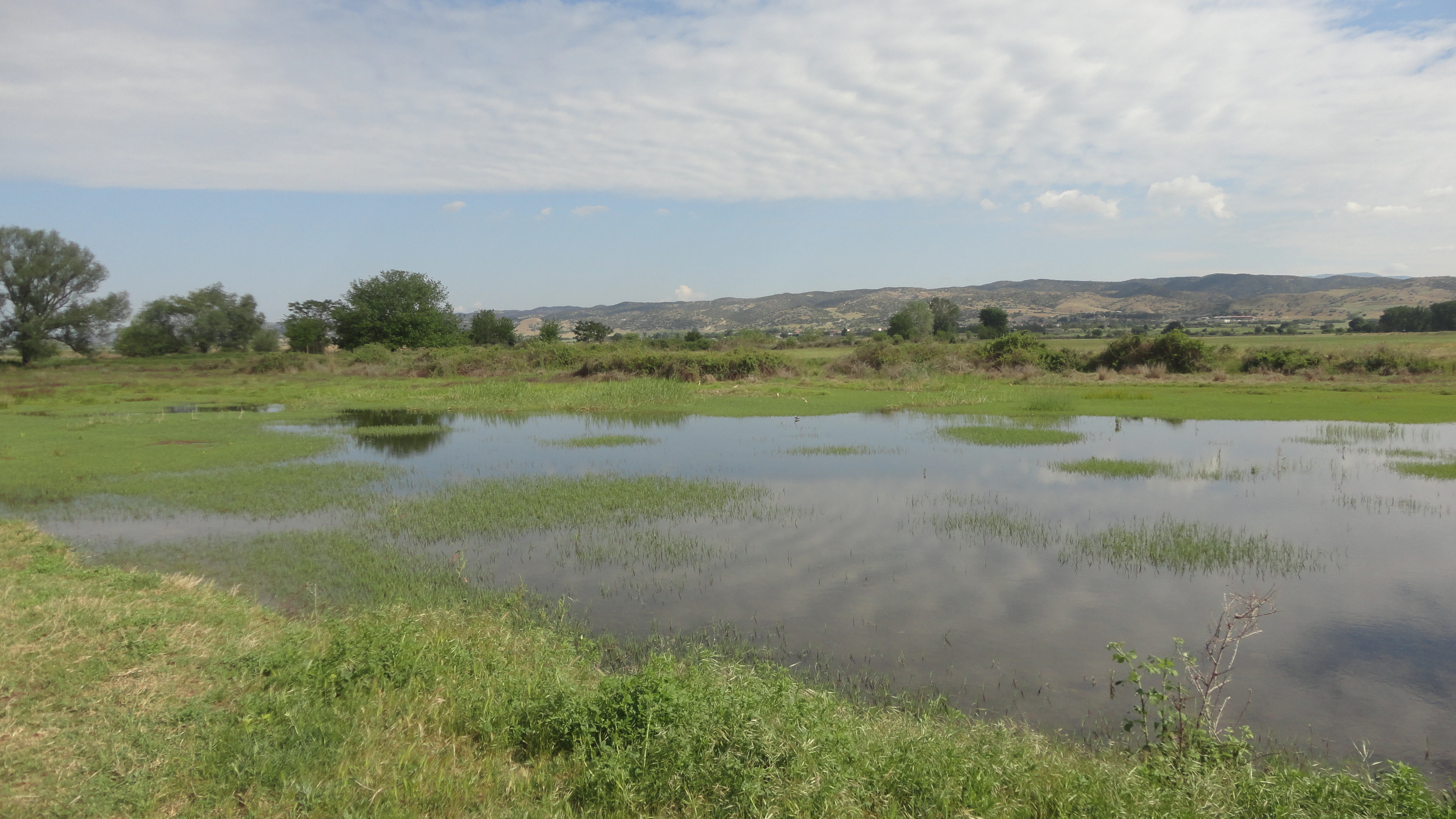 A wide view of a shallow wetland area with patches of green vegetation emerging from the water, with rolling hills in the background under a sky with light cloud cover.