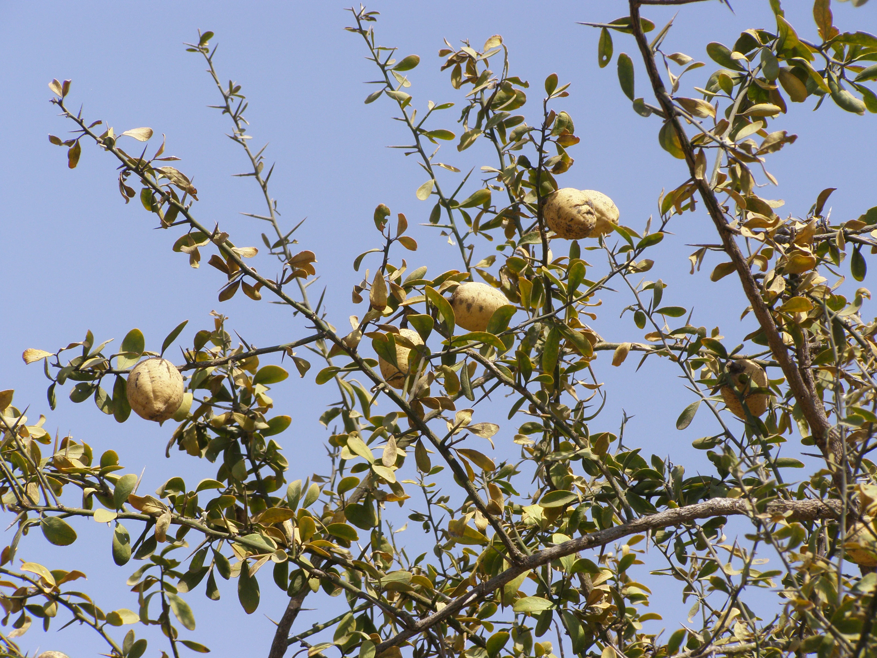 A close-up shot of a thorny Balanites aegyptiaca tree with small green leaves and round yellowish fruits against a clear blue sky.