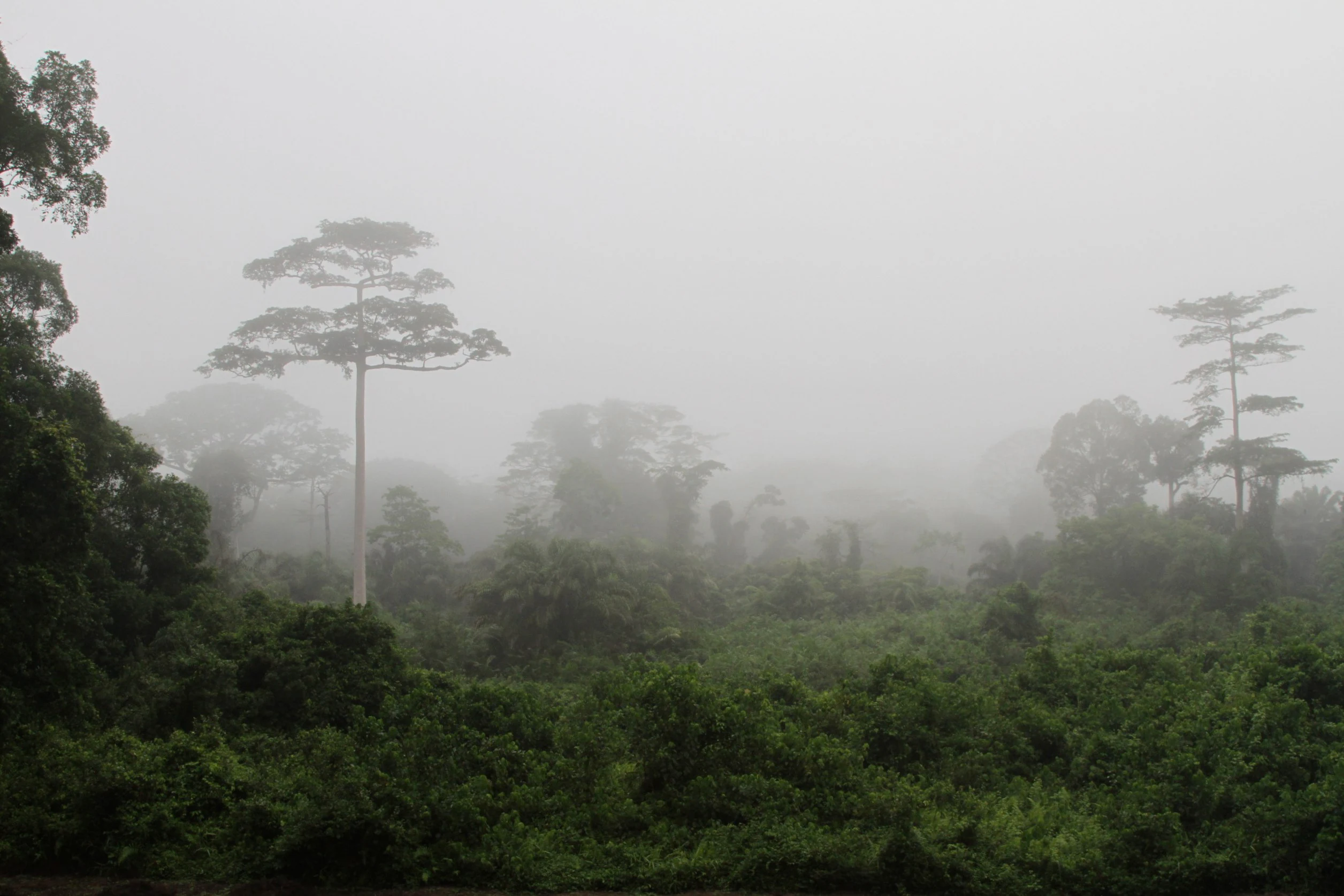 A view of a dense tropical rainforest canopy partially obscured by thick fog, with several tall emergent trees rising above the surrounding lower vegetation.