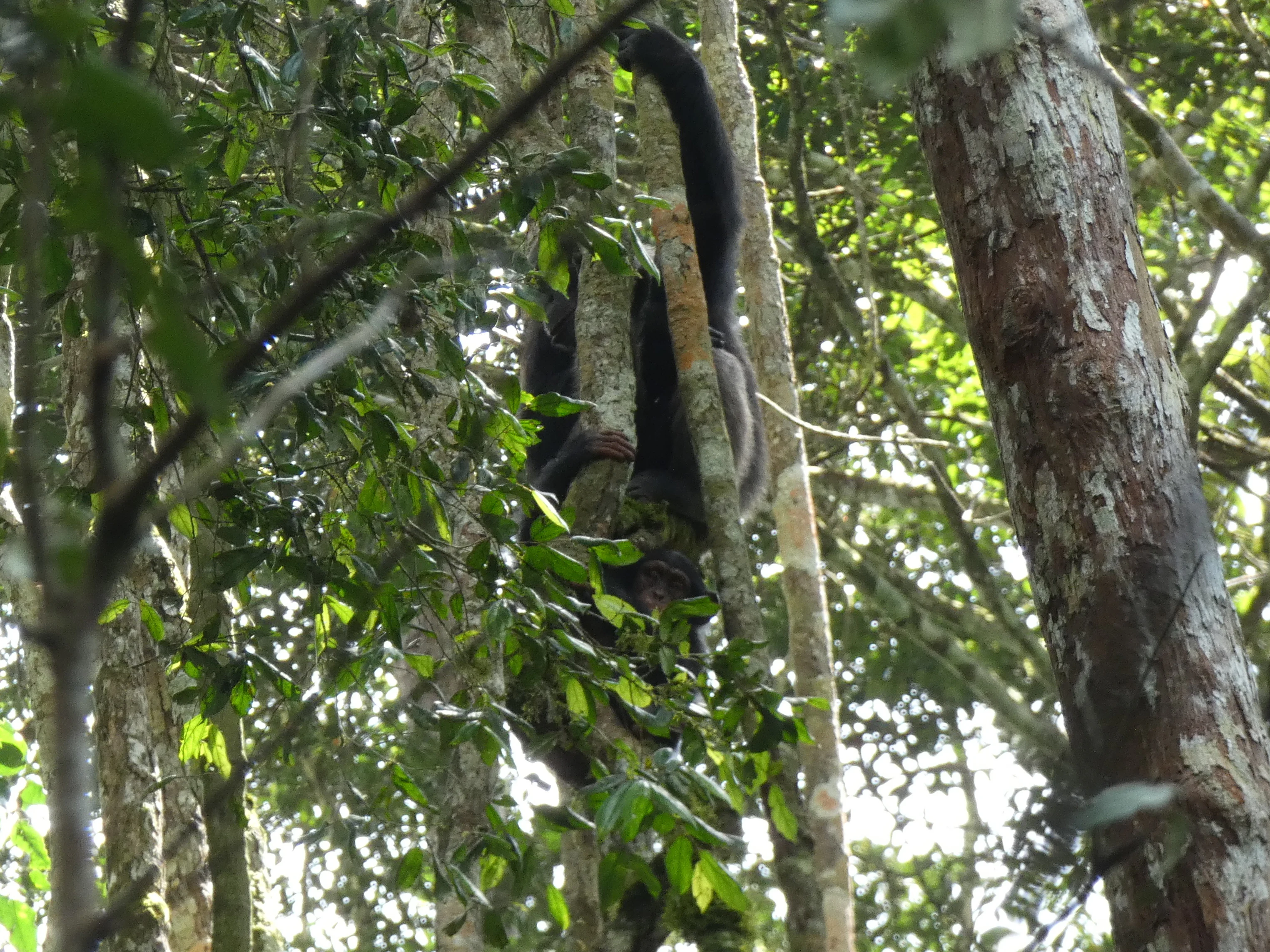 A chimpanzee with dark fur climbing a tree trunk in a dense rainforest environment.