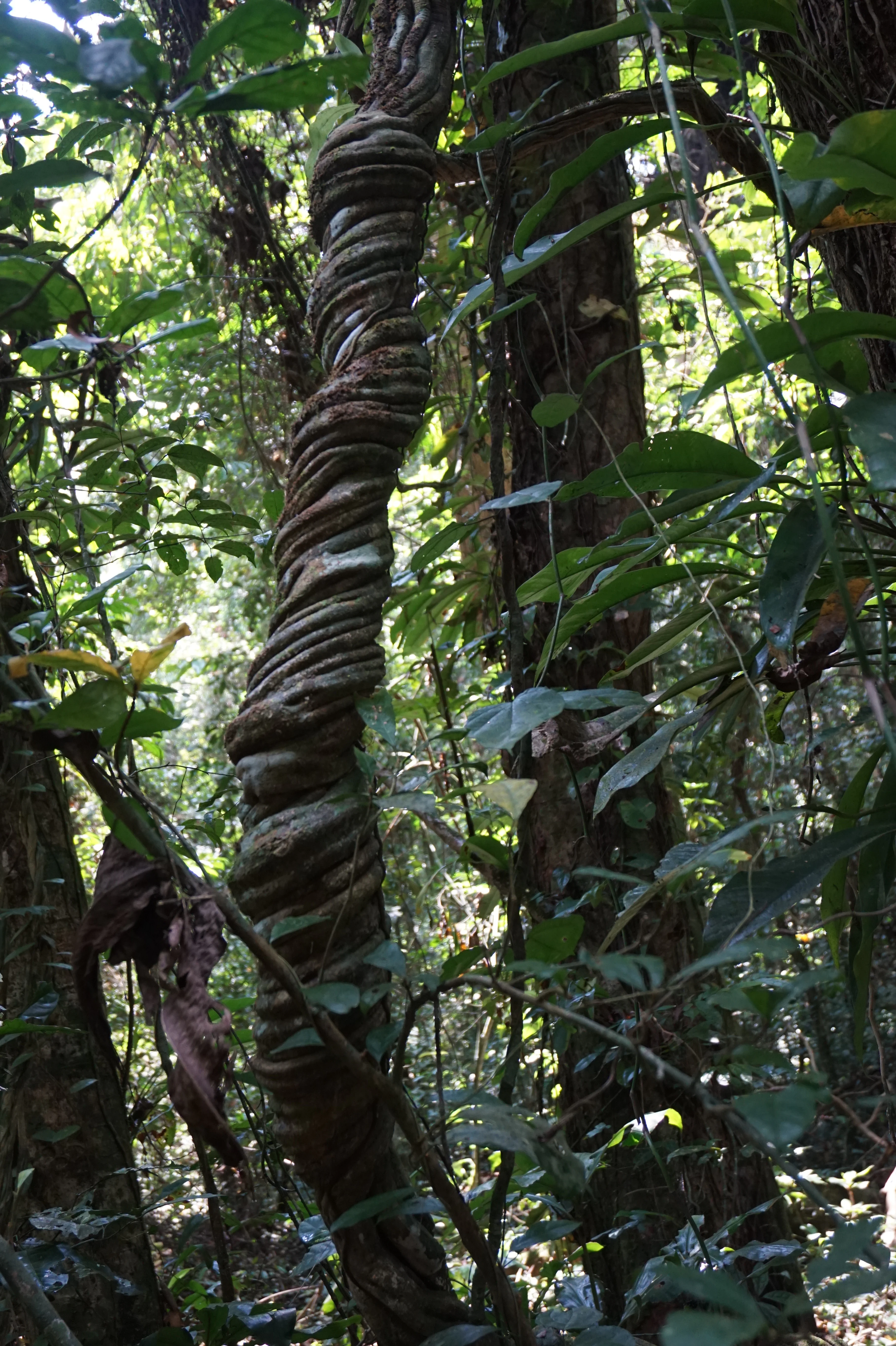 A close-up view of a large, deeply twisted, rope-like vine coiling vertically around a tropical rainforest tree trunk.