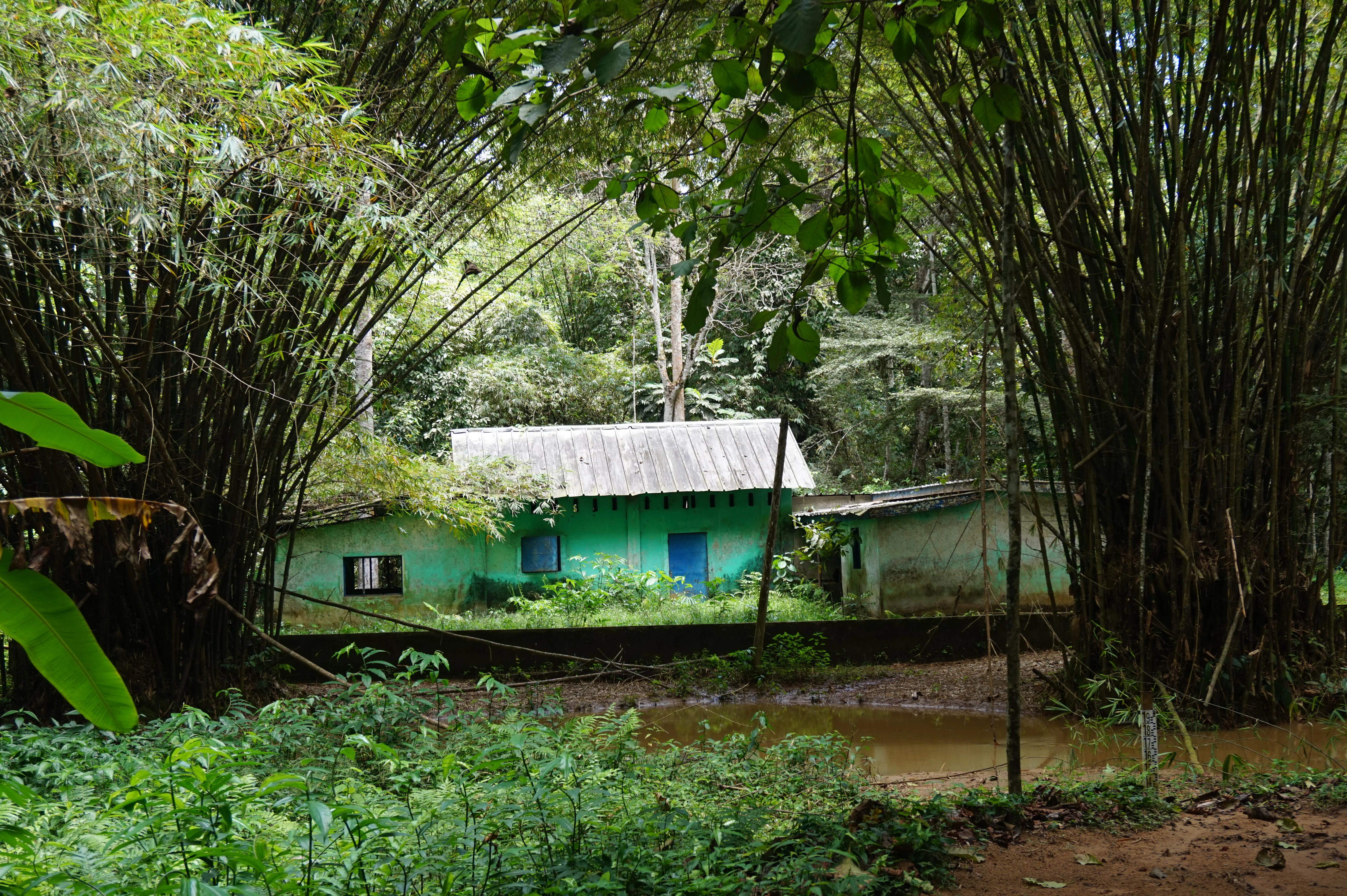 A small green house with a light-colored roof tucked among tall bamboo stalks and dense tropical forest.