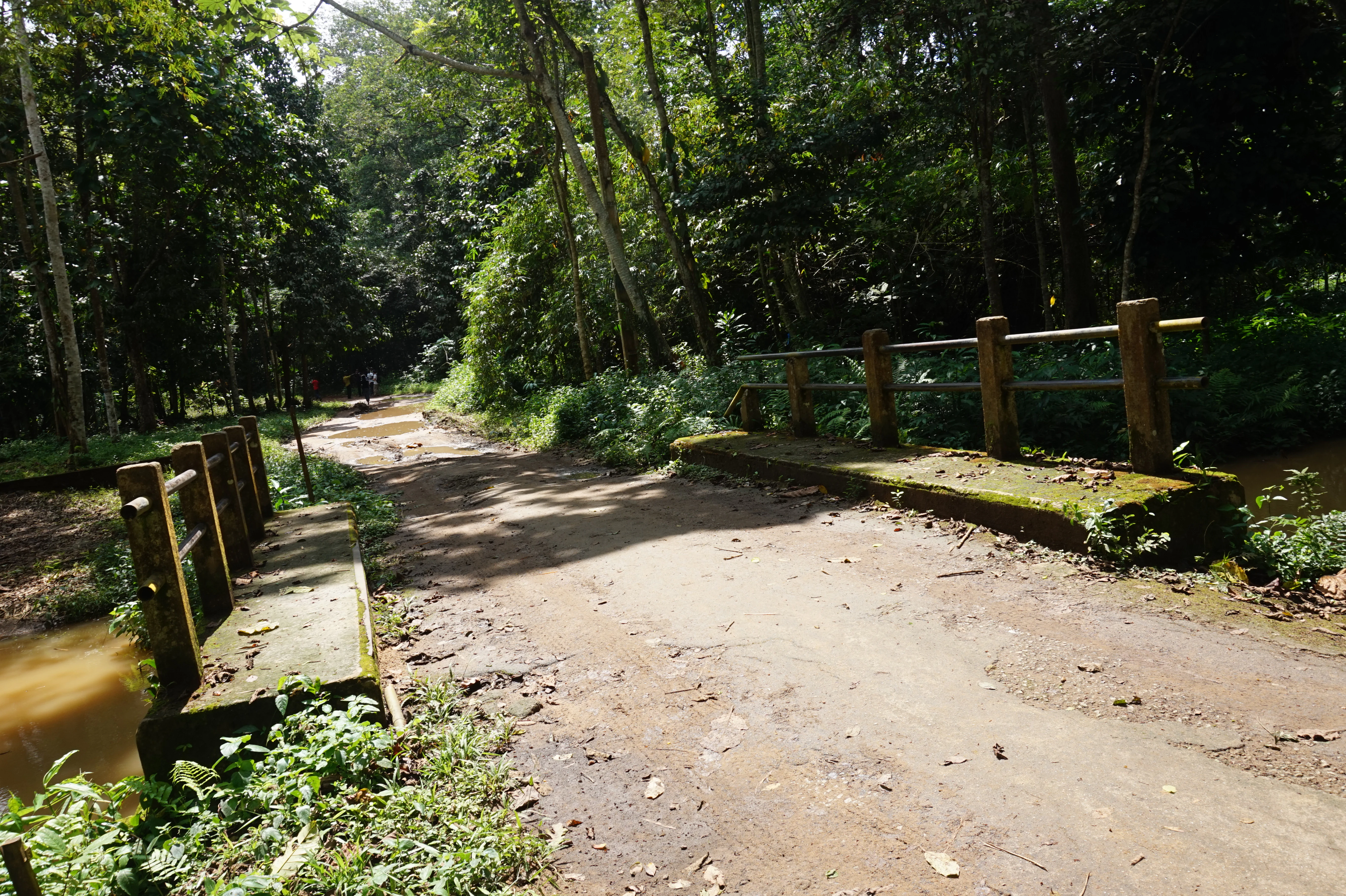 A dirt path crosses over a small concrete bridge within a dense tropical forest, with mud and green foliage visible on the sides.