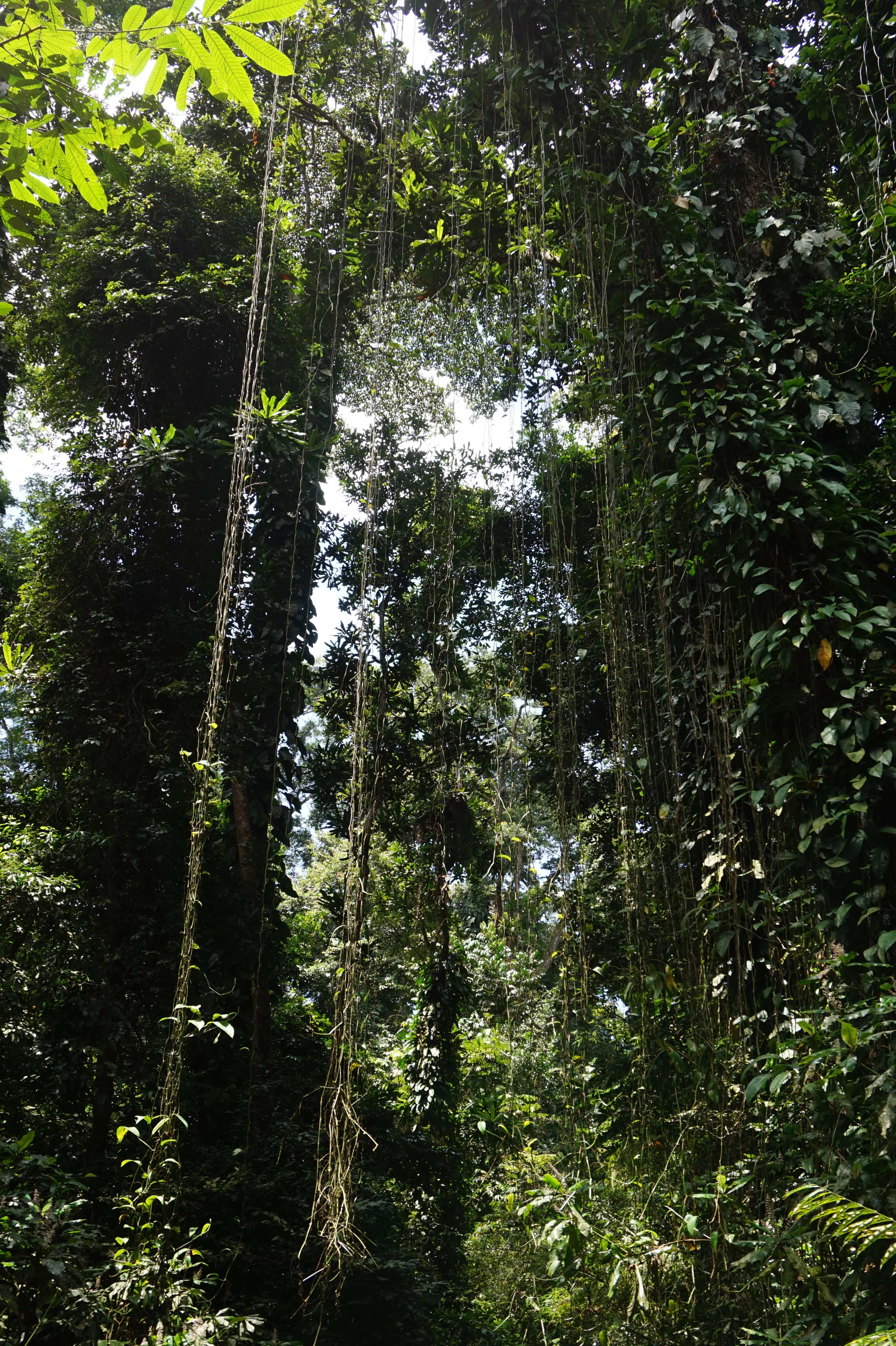 A low angle view of a dense tropical rainforest canopy featuring tall trees draped with long hanging lianas and vines.