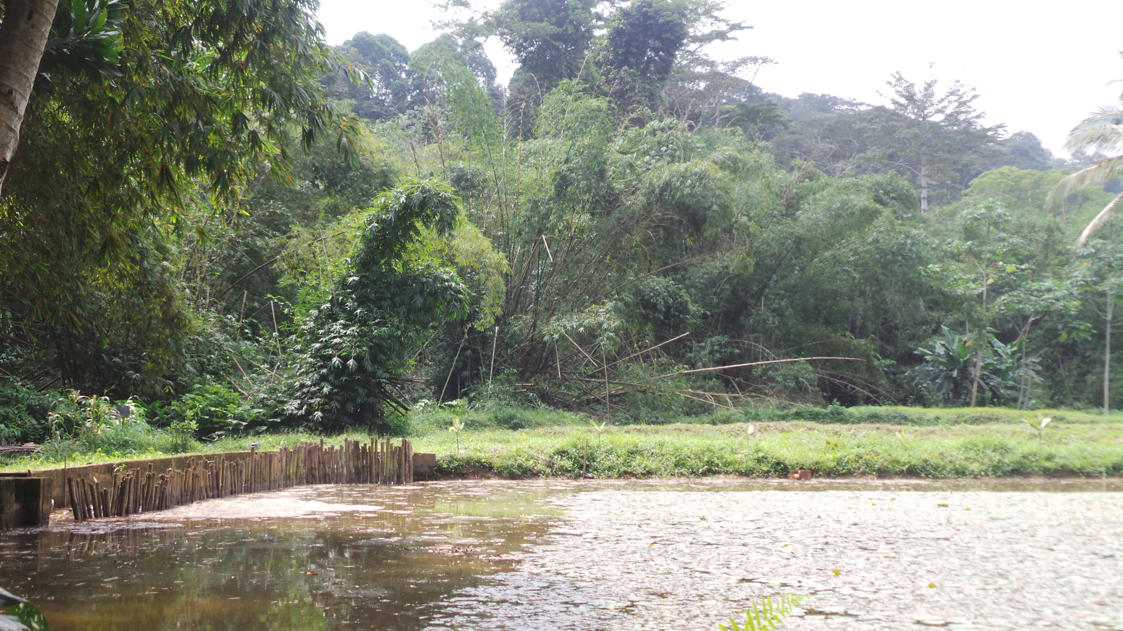 A small pond with a wooden fence border in the foreground, with thick, lush green tropical rainforest rising in the background.