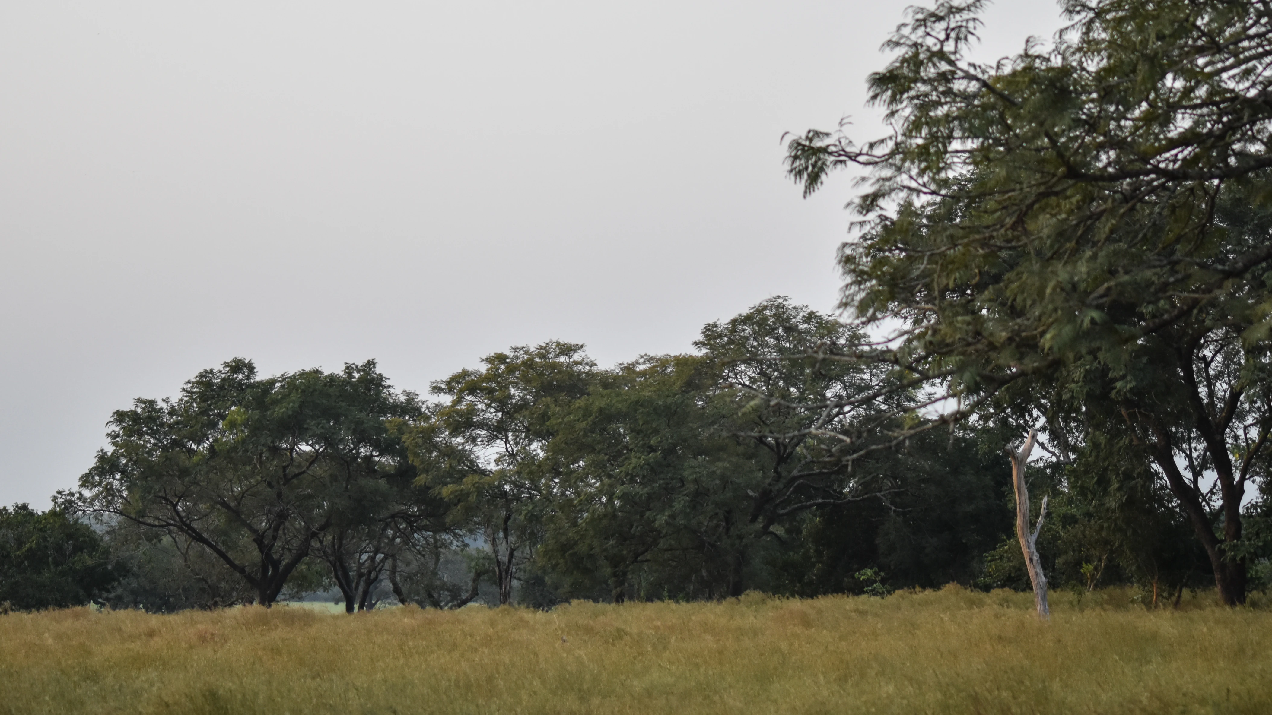 A wide view of savanna woodland under an overcast, grey sky featuring scattered trees and golden grasses.