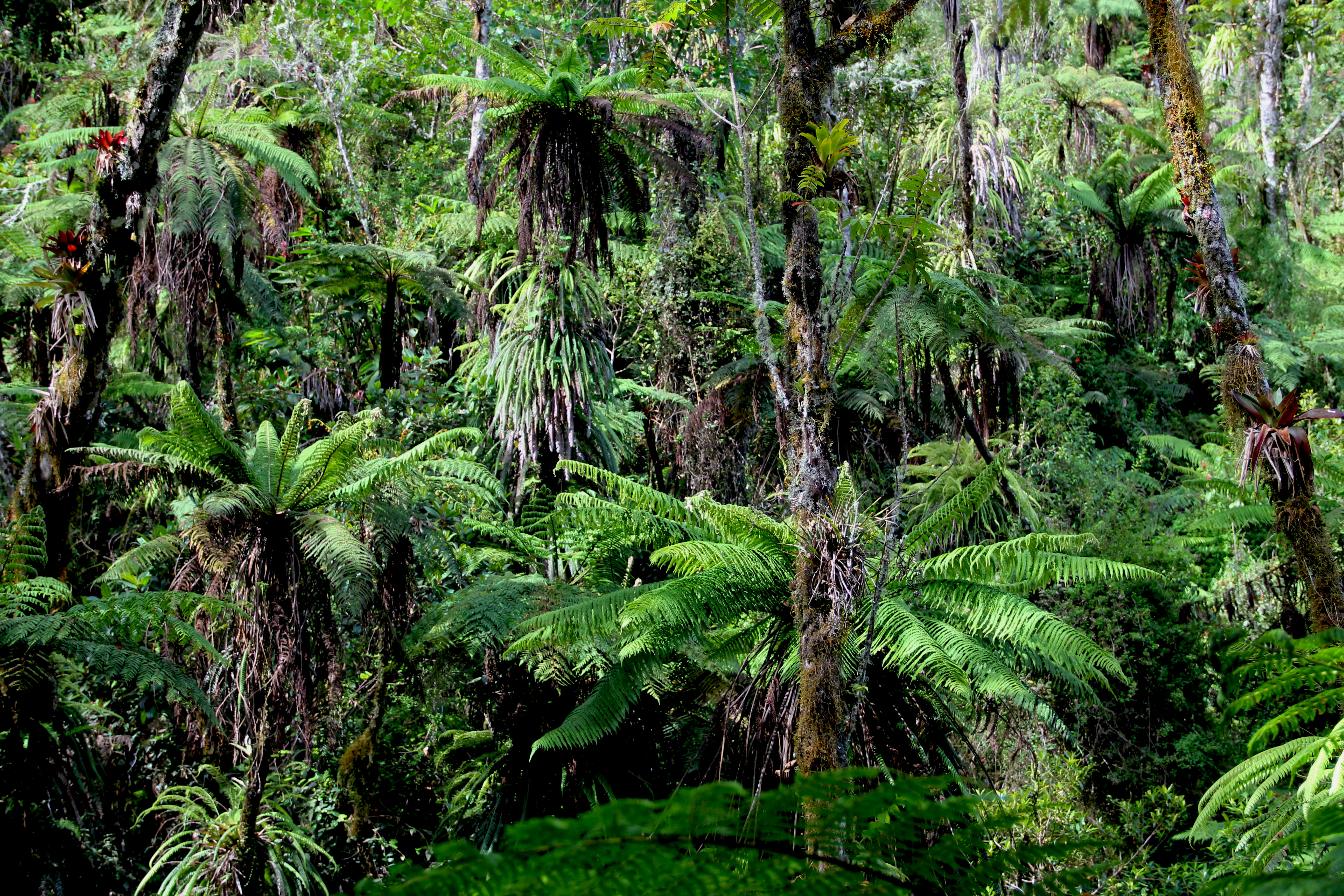 A dense, green tropical forest interior filled with numerous giant tree ferns and lush vegetation.