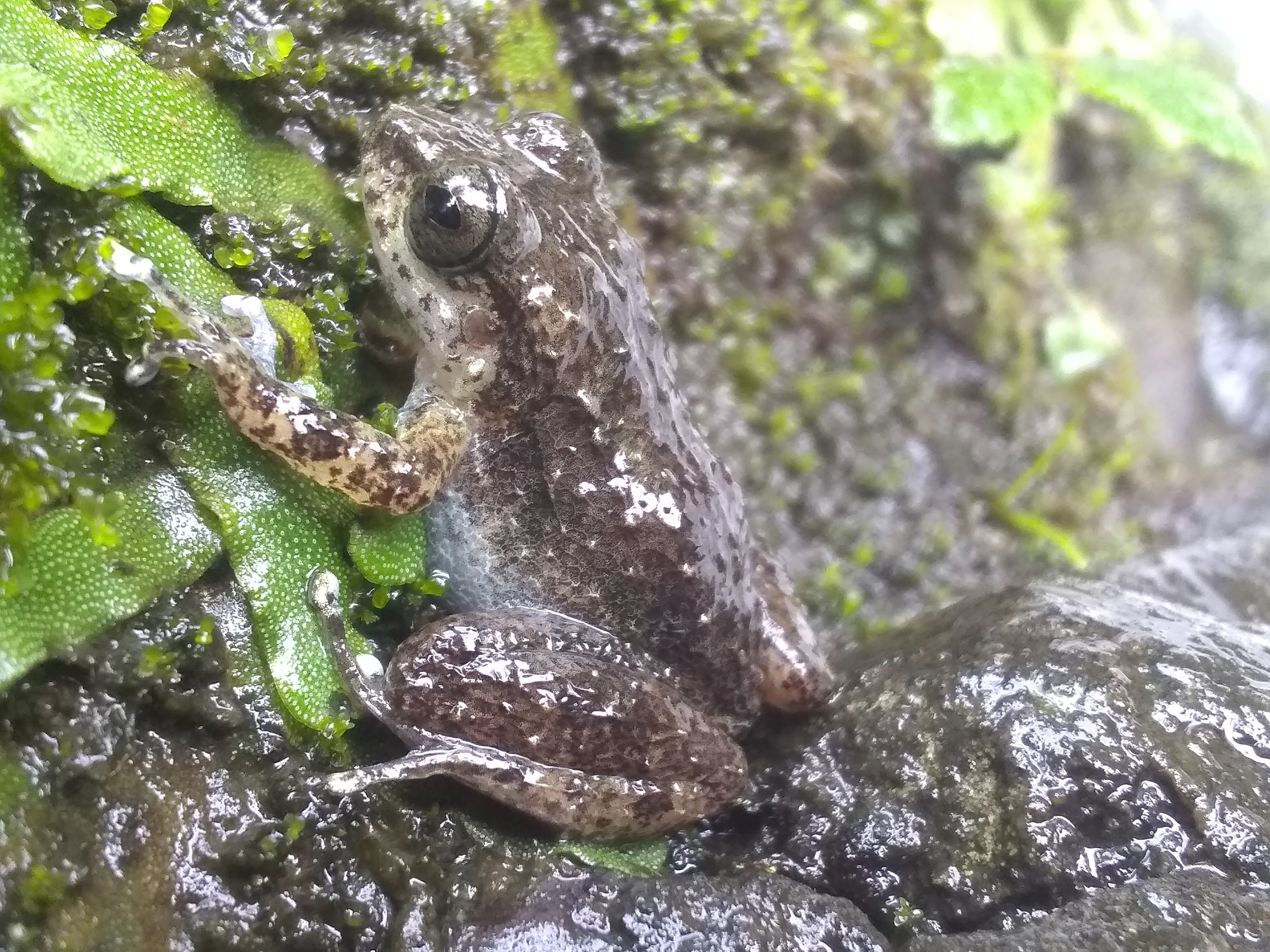 A small brown mottled frog with large eyes sitting on a mossy, damp rock surrounded by green leaves.