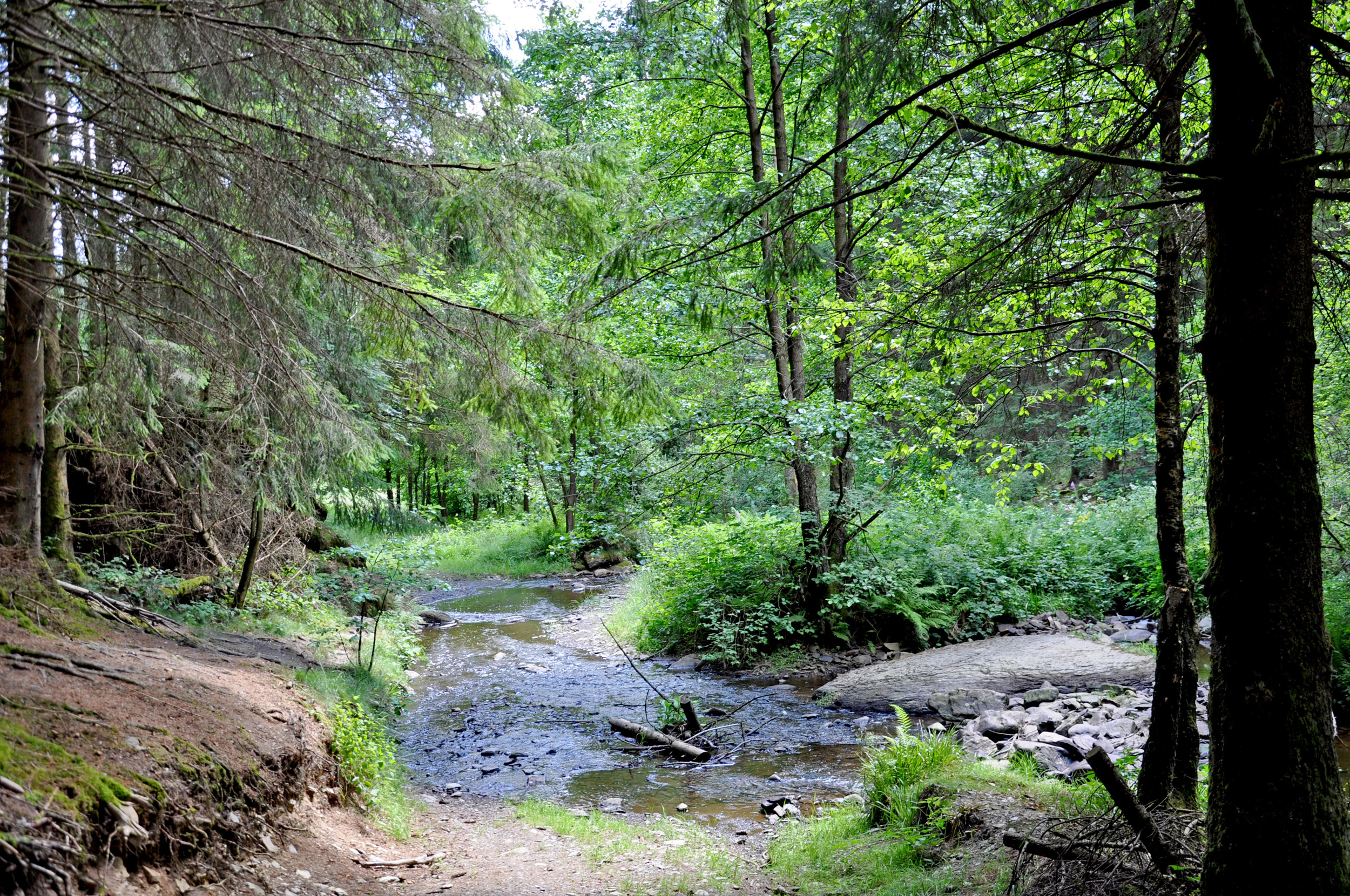 A small, shallow stream winds through a lush, green forest with trees flanking the banks and a dirt trail visible on the left.