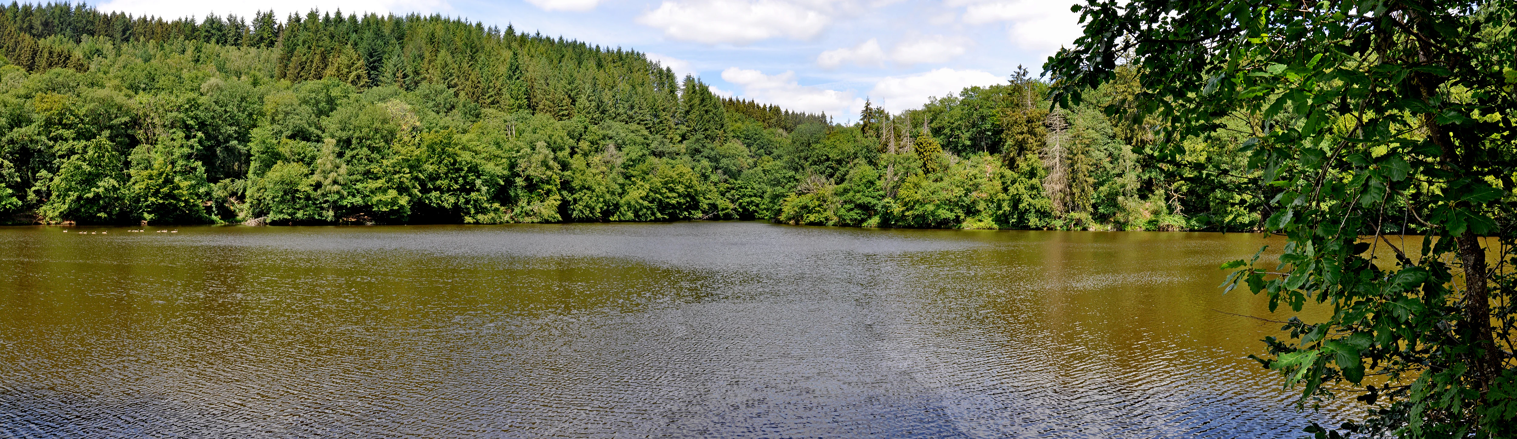 A wide panoramic view of a calm river surrounded by dense green deciduous forest under a blue sky with light clouds.