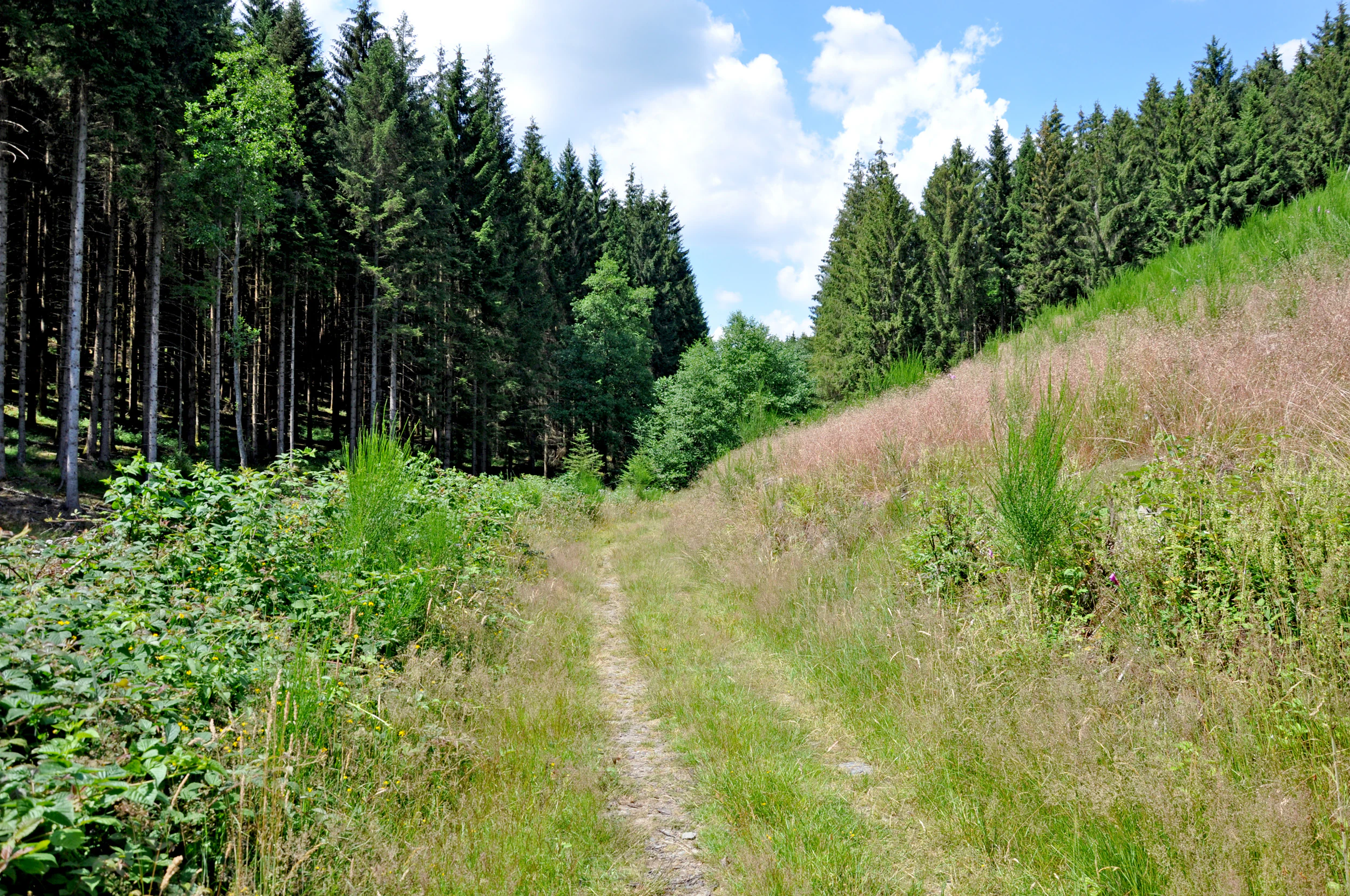 A dirt hiking trail leads into the distance, flanked by a dense conifer forest on the left and a sloping grassy hillside on the right.