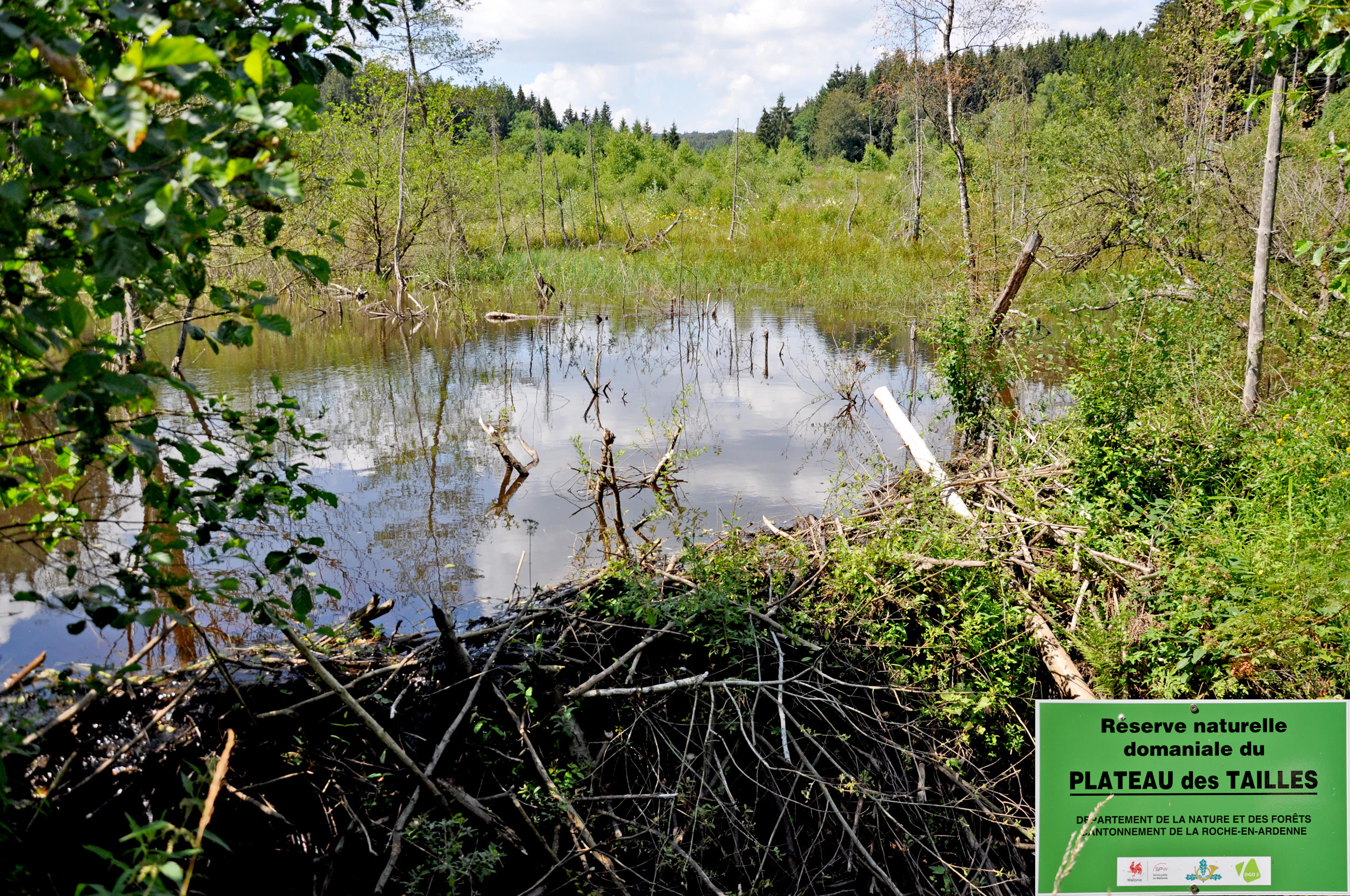 A wetland scene with a beaver dam in the foreground, reflective water, and surrounding forest, featuring a park information sign in the bottom right corner.
