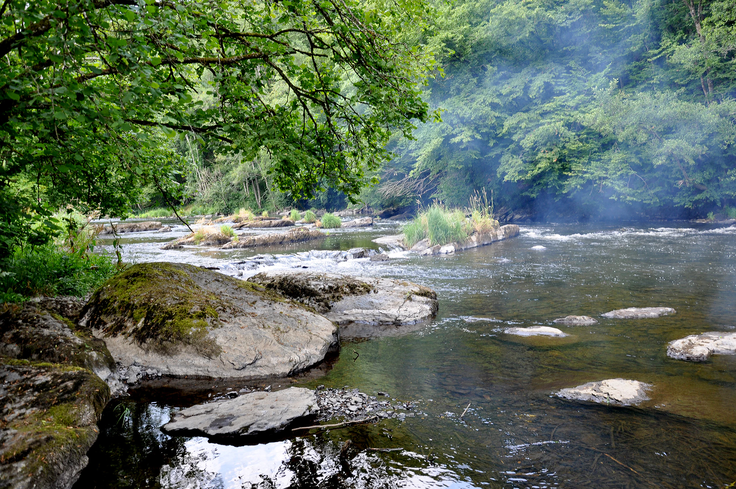 A wide view of a river with rocky outcrops, surrounded by lush green forest in the Belgian Ardennes.