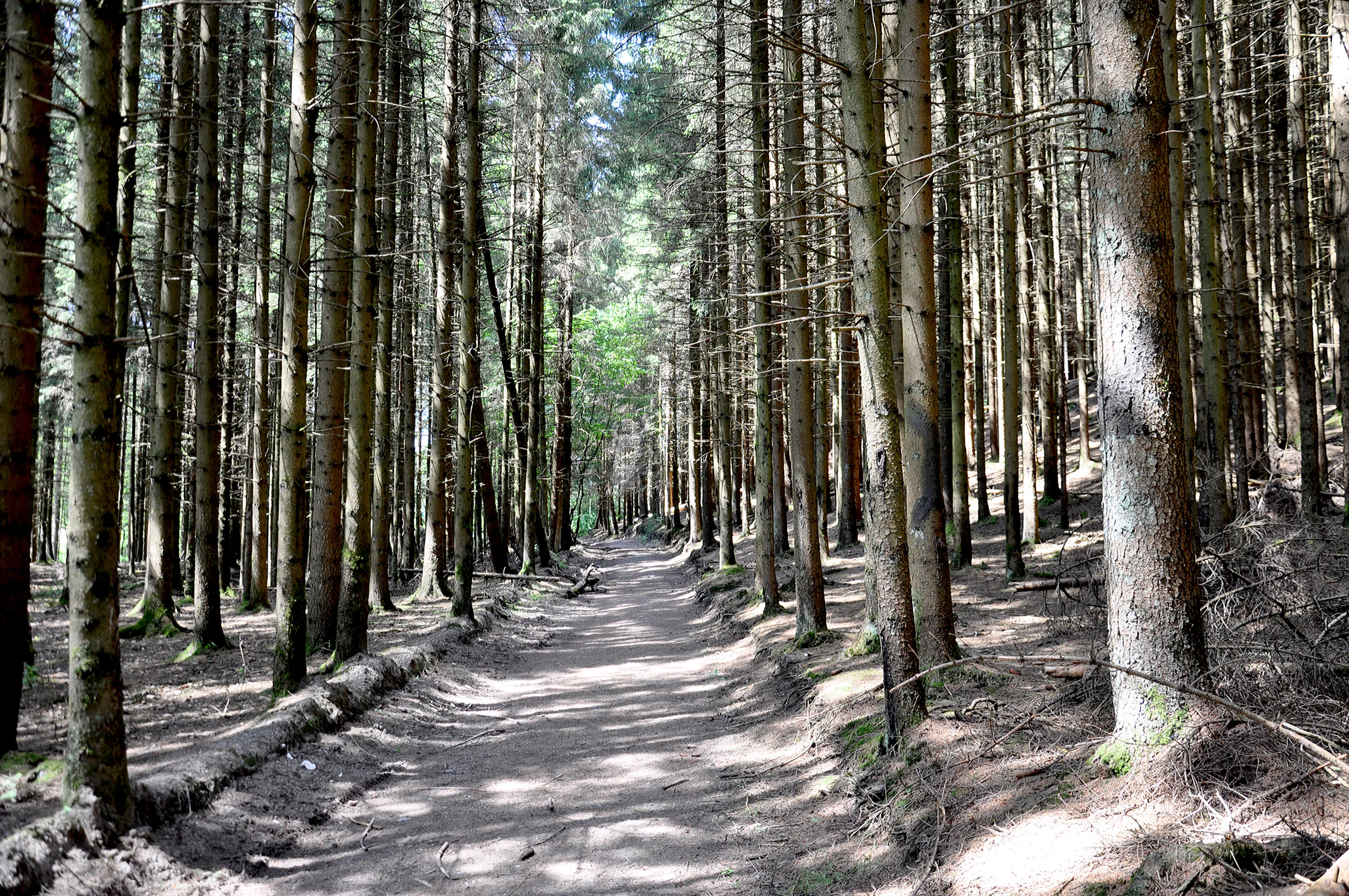 A narrow, dirt hiking trail leads straight into a deep, dense forest with tall, straight conifer trees on both sides.