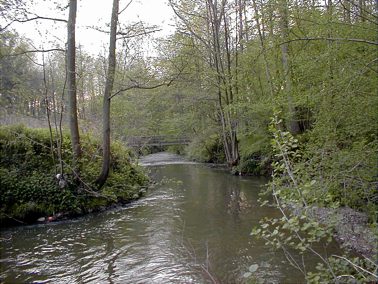 A small river flows through a dense forest with trees lining both banks and a distant footbridge visible in the background.