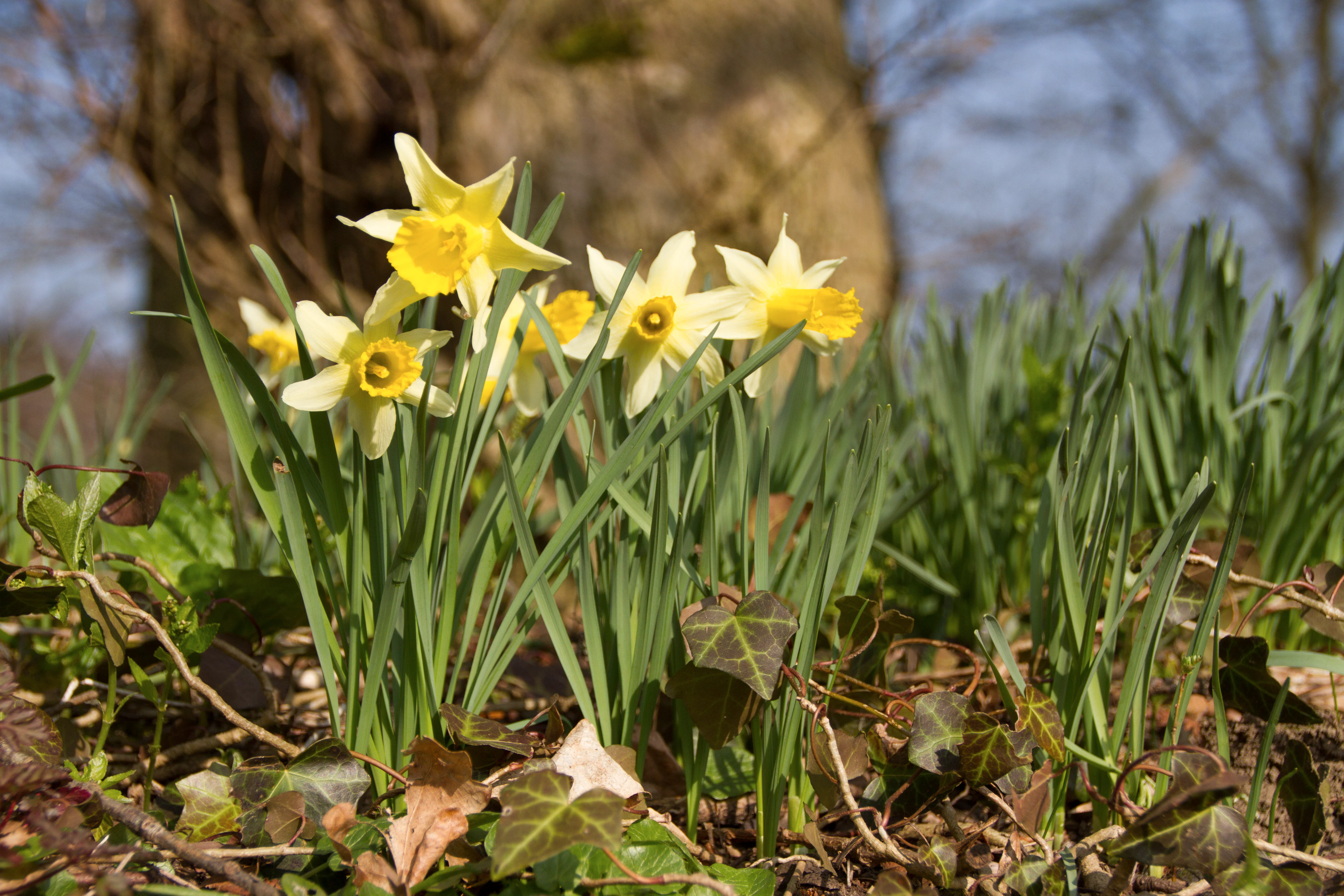 A cluster of yellow and white wild daffodils growing in a woodland setting with green grass and fallen leaves in the foreground.
