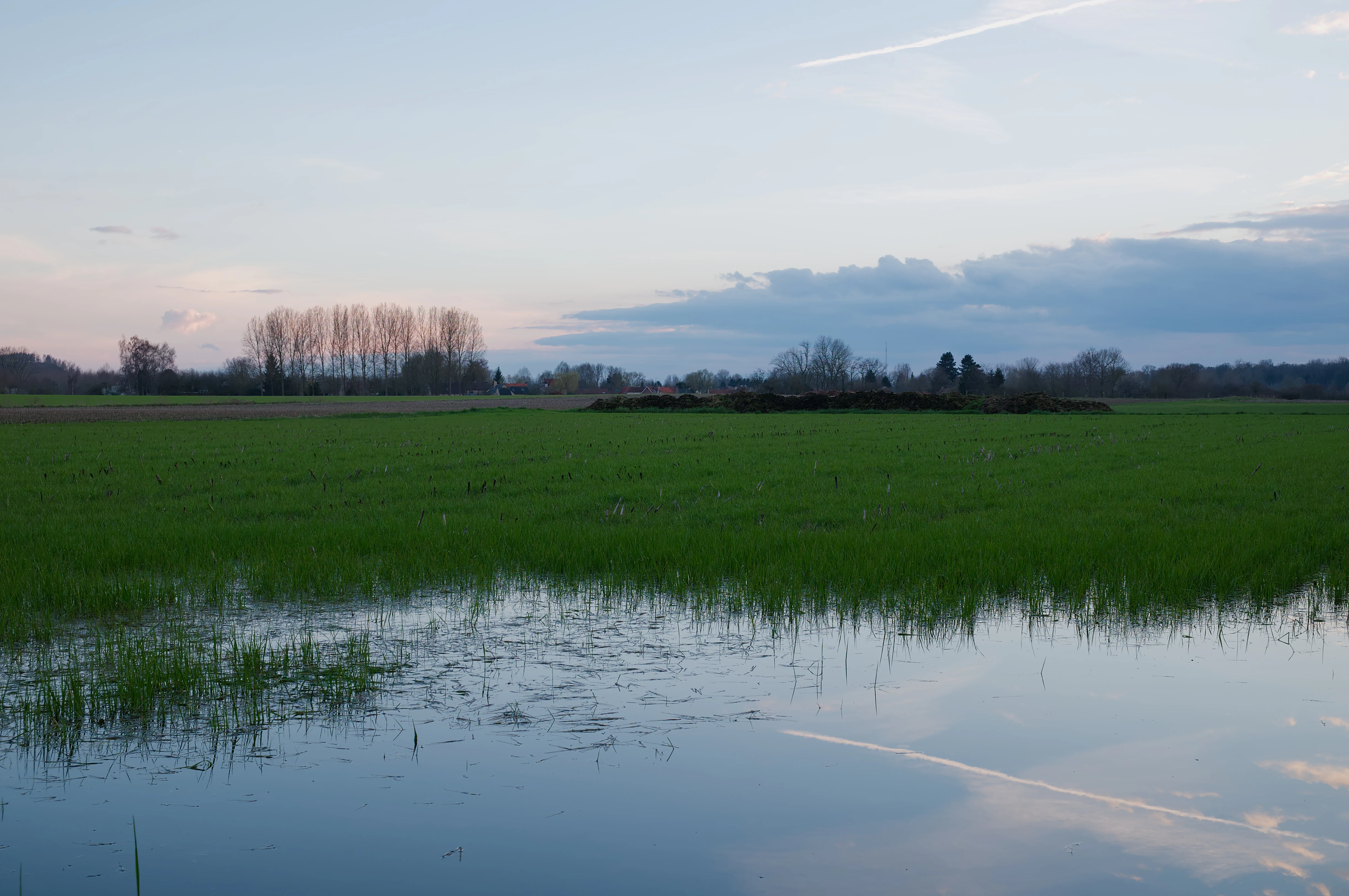 A wide, low-angle view of a flooded grassy field at dusk with soft light reflecting off the water surface, and distant trees on the horizon.