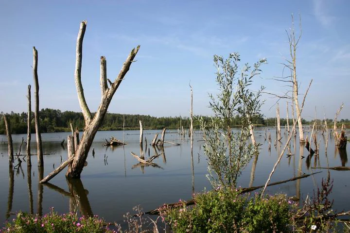 A calm, still pond with many bare, dead tree trunks rising from the water; a small green shrub grows on the bank in the foreground under a clear blue sky.