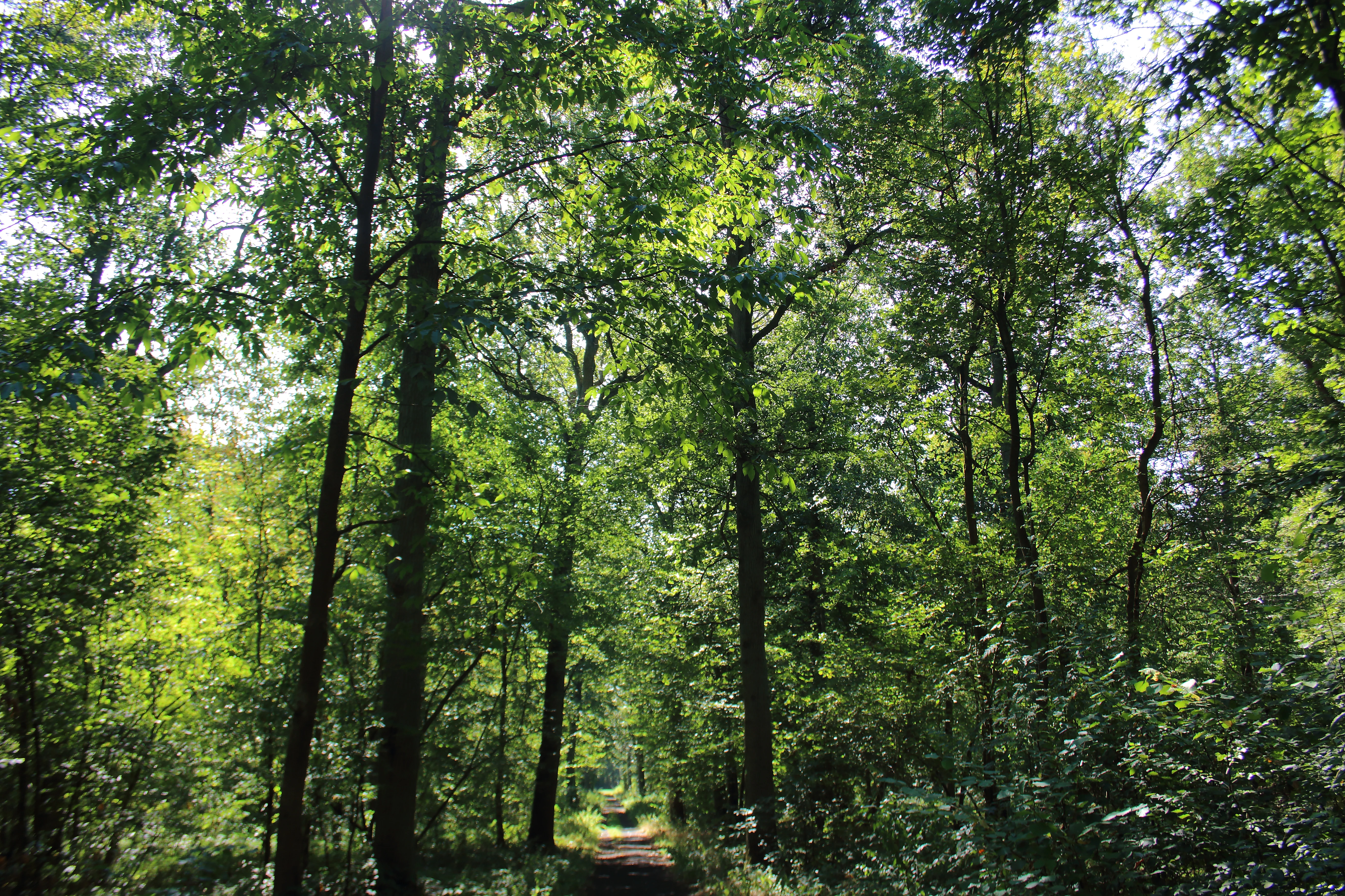 A narrow dirt trail leads into a sun-dappled, mature deciduous forest in the Parc naturel des Plaines de l'Escaut.