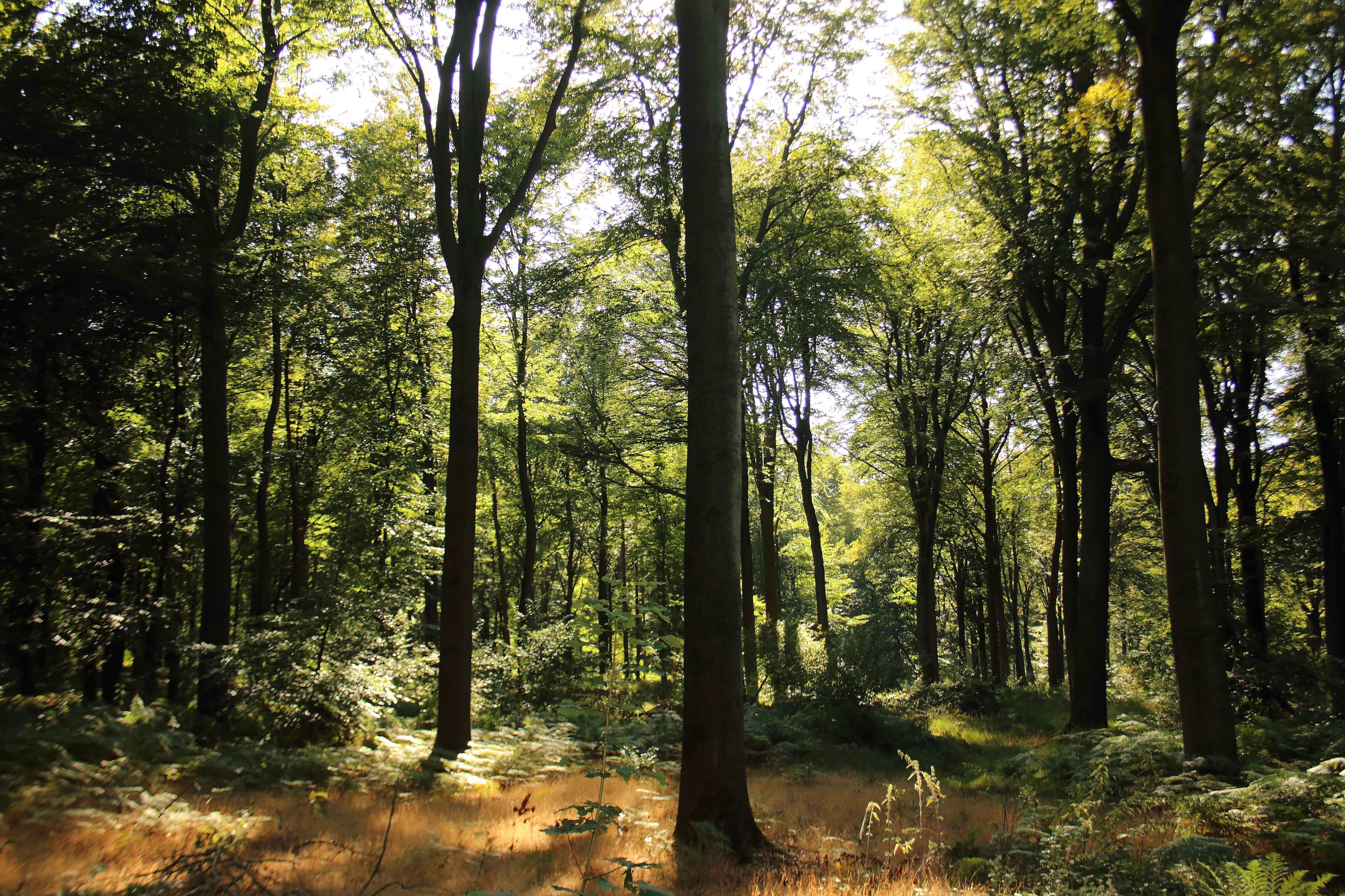 A bright, sunlit deciduous forest scene with tall tree trunks, a leafy green canopy, and a forest floor covered in golden-brown grasses and ferns.