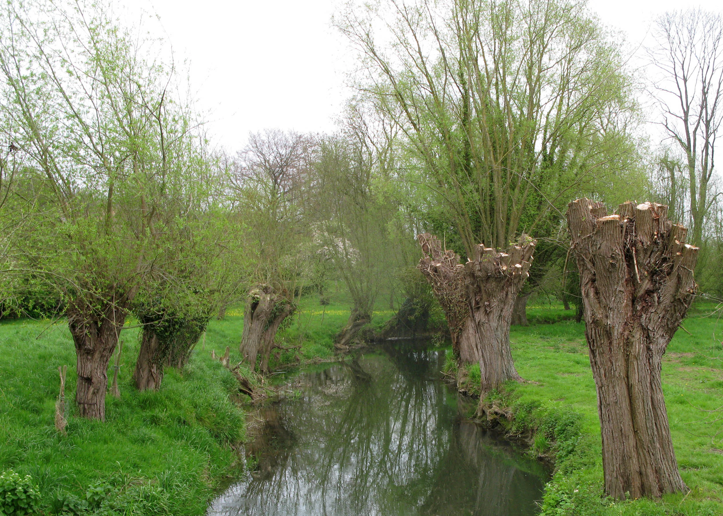 A narrow, calm river flowing through a lush green meadow, flanked on both sides by rows of pollarded willow trees with thick, pruned trunks.