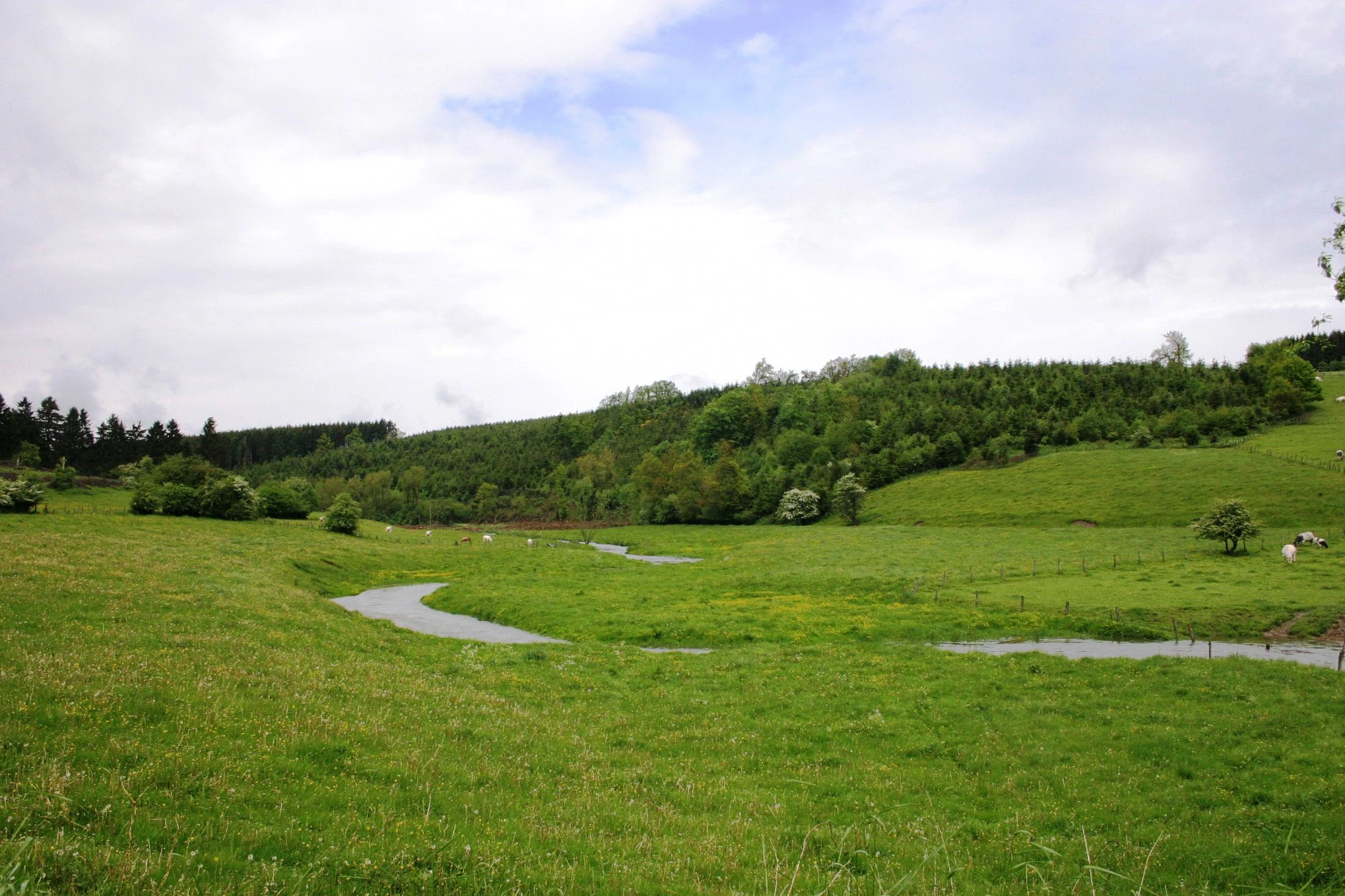 A small winding river flows through a vibrant green meadow surrounded by gentle rolling hills and deciduous forests under a cloudy sky.