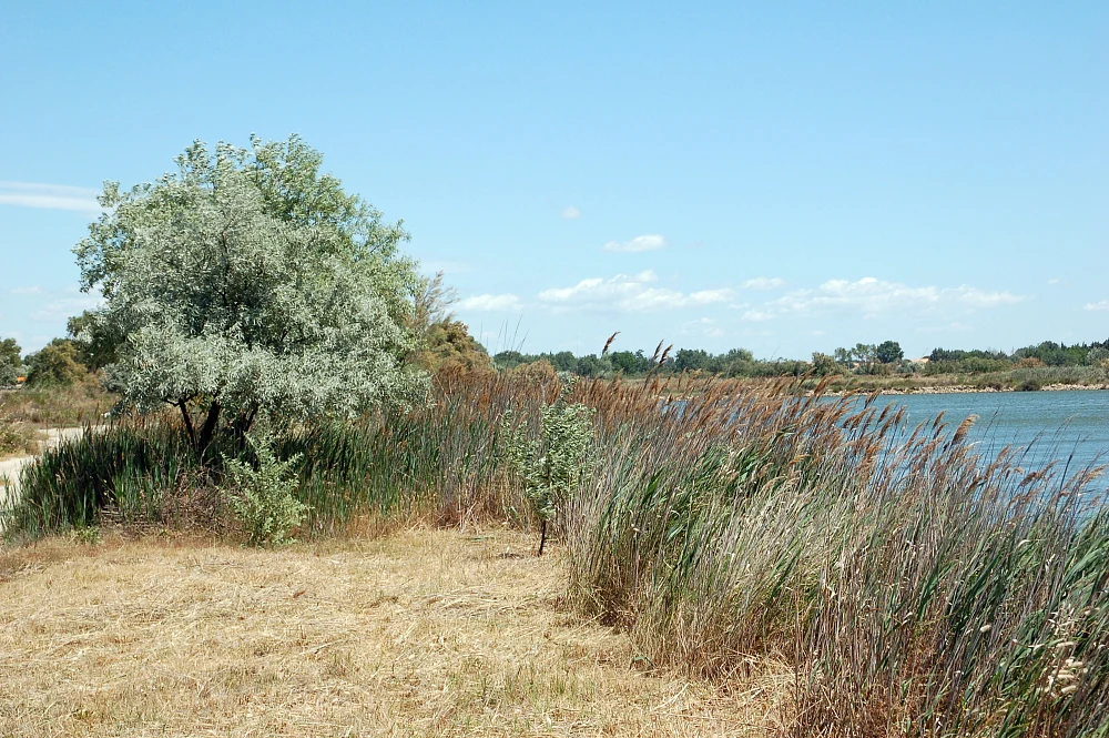 A wide view of a Camargue wetland scene under a clear blue sky, showing a grassy bank with a silvery-leaved tree in the foreground, transitioning to tall reeds along the shore of a calm body of water.