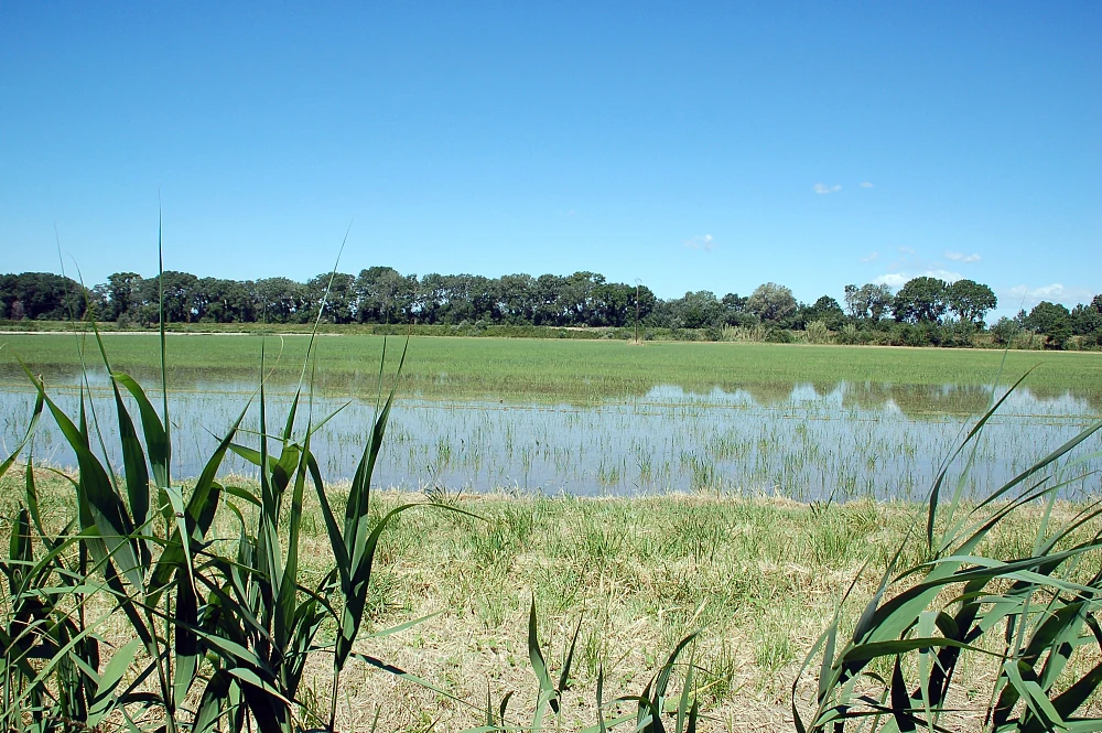 A wide, shallow flooded field under a clear blue sky, with tall green reeds in the foreground and a line of trees in the distance.