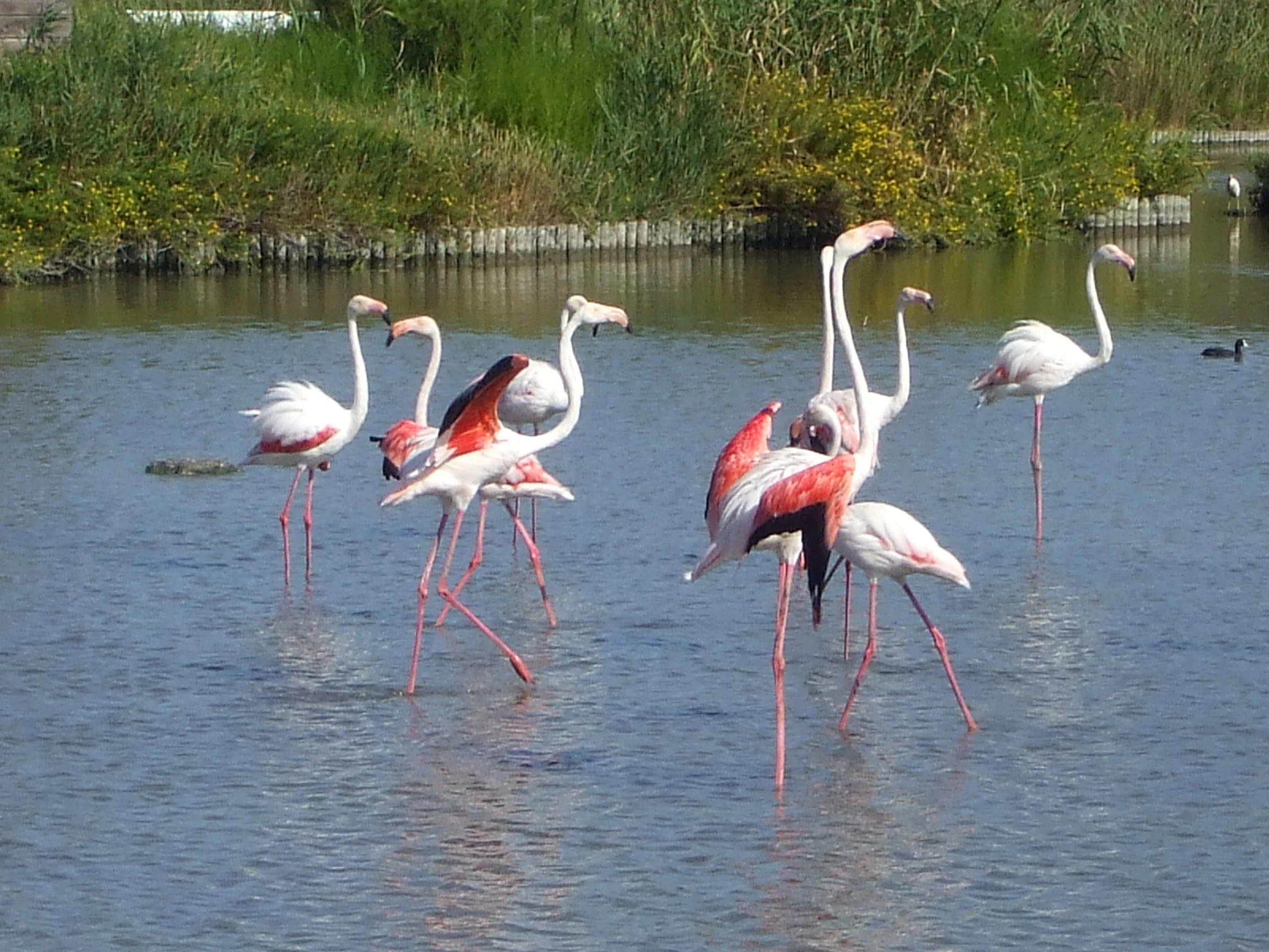A small flock of greater flamingos standing and walking through shallow water; the birds have pink and white plumage, thin long legs, and curved necks; green reeds and vegetation line the bank in the background.