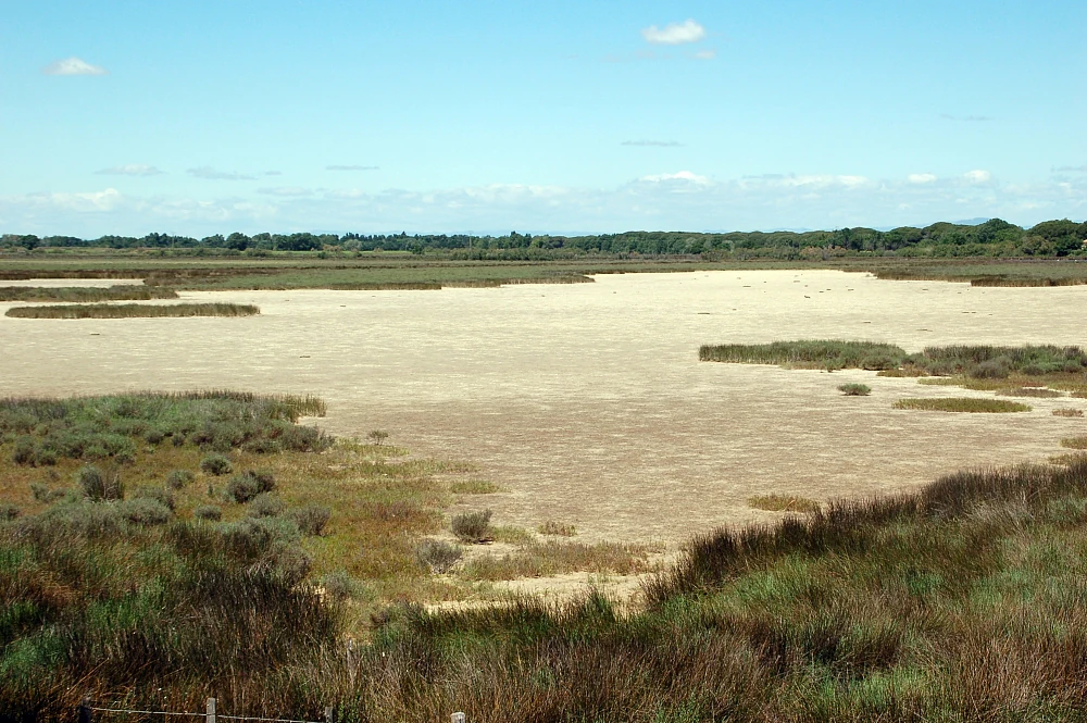 A wide, flat expanse of dry, light-colored soil, interspersed with patches of green marsh grass and shrubs under a blue, cloud-dotted sky.