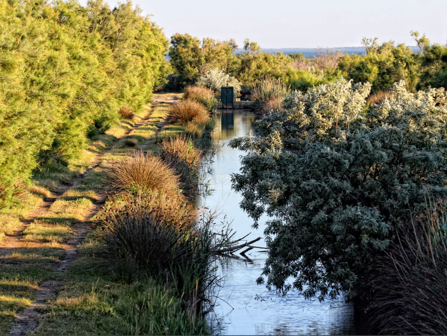 A narrow canal stretches into the distance, lined by shrubs and marsh grasses under a soft sky in a wetland park.