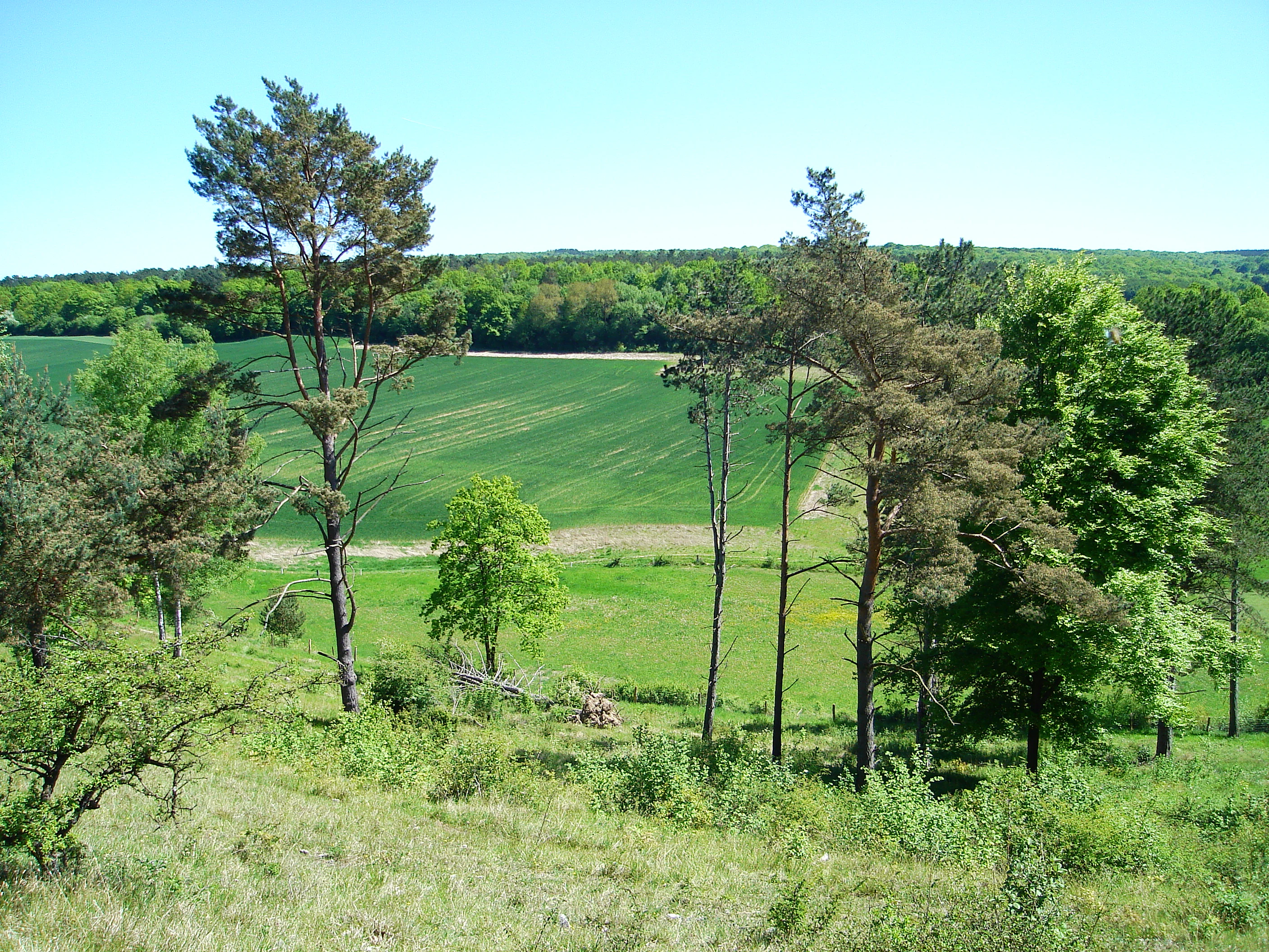A wide view of a rolling green landscape in Belgium with scattered pine trees in the foreground and a dense forest line in the background under a clear sky.