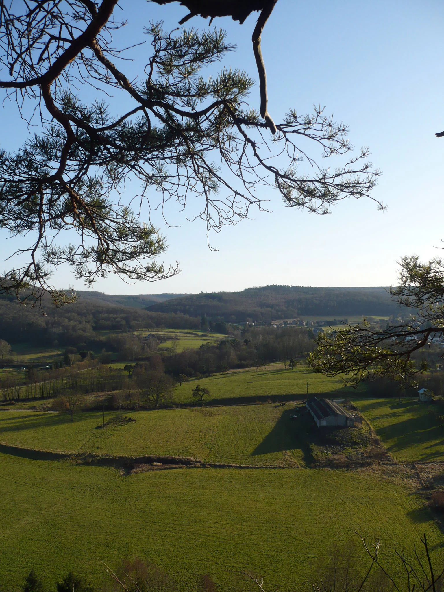 A high-angle view overlooking green fields, rolling hills, and distant woodland, viewed through the framing branches of pine trees.