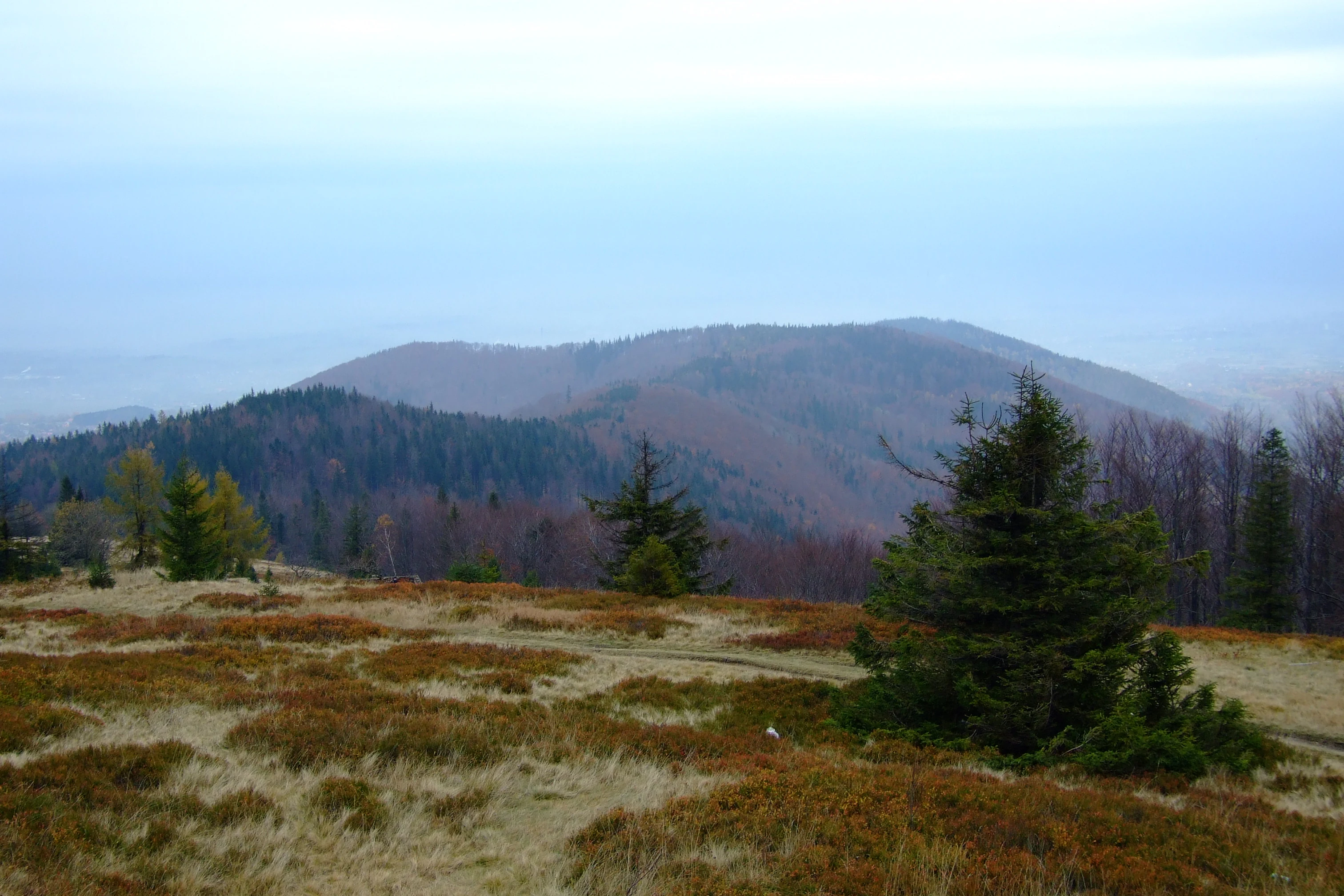 A wide mountain landscape view featuring rolling hills covered in dense, dark coniferous and deciduous forests, viewed from a grassy, autumn-toned meadow at the Blatnia summit under an overcast sky.