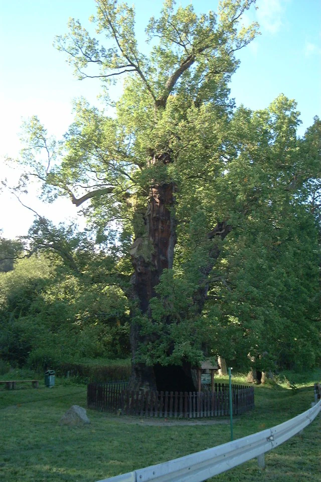 A large, ancient oak tree with a thick, gnarled trunk enclosed by a low wooden fence in a park setting.