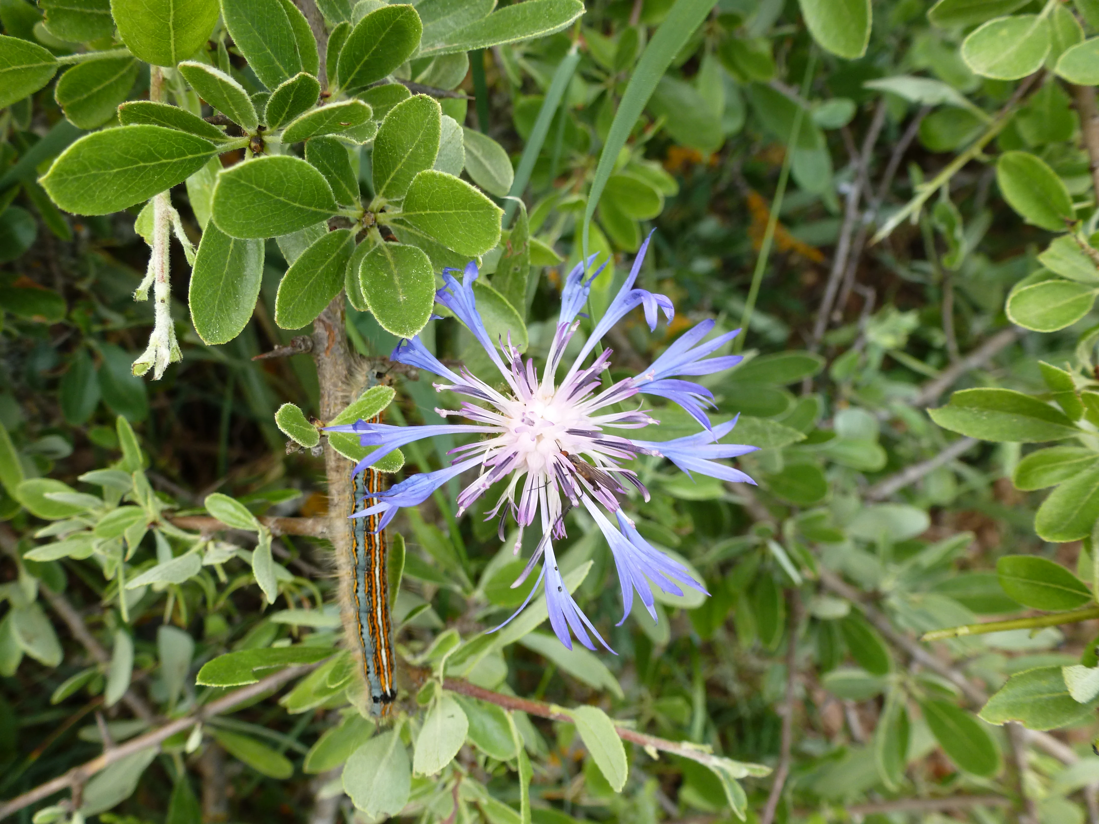 A close up view of a spiky blue wildflower with a white center, set against lush green foliage, with a small caterpillar visible on a stem.