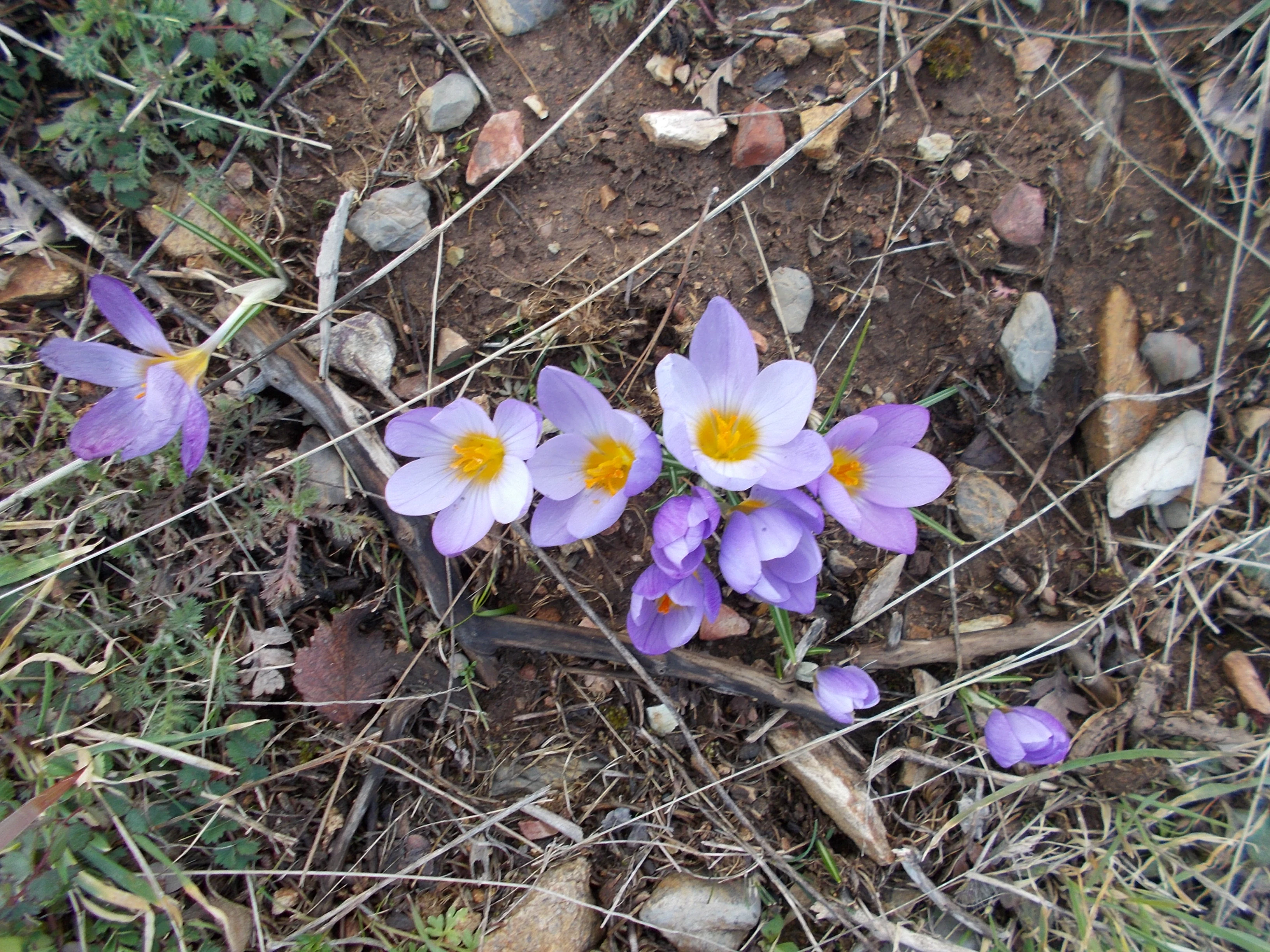 A close-up, top-down view of several light purple crocus flowers with bright yellow centers growing in dry, rocky soil amidst scattered dry twigs and small pebbles.