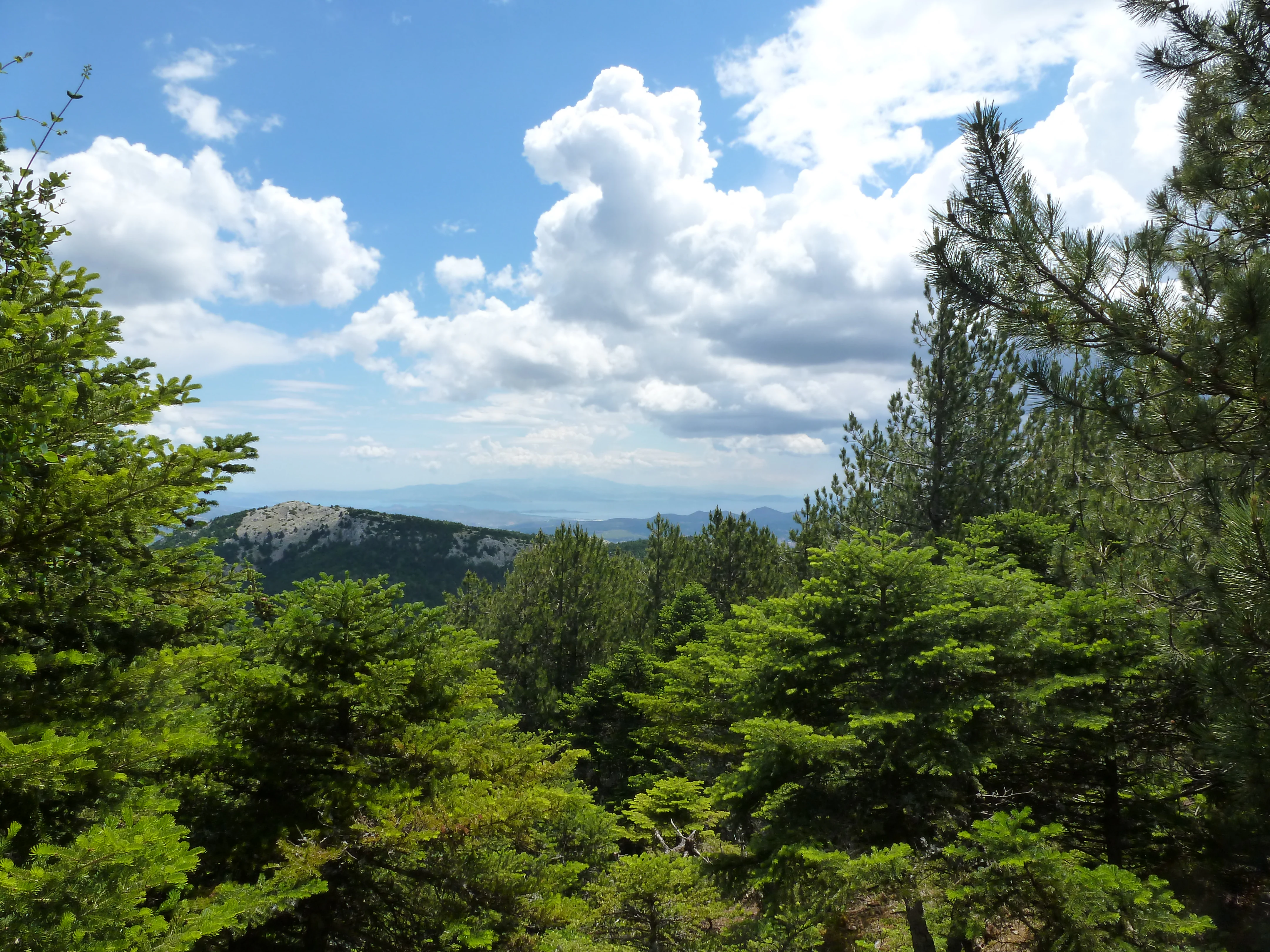 A view looking out from a pine forest over mountainous terrain under a blue sky with white clouds.
