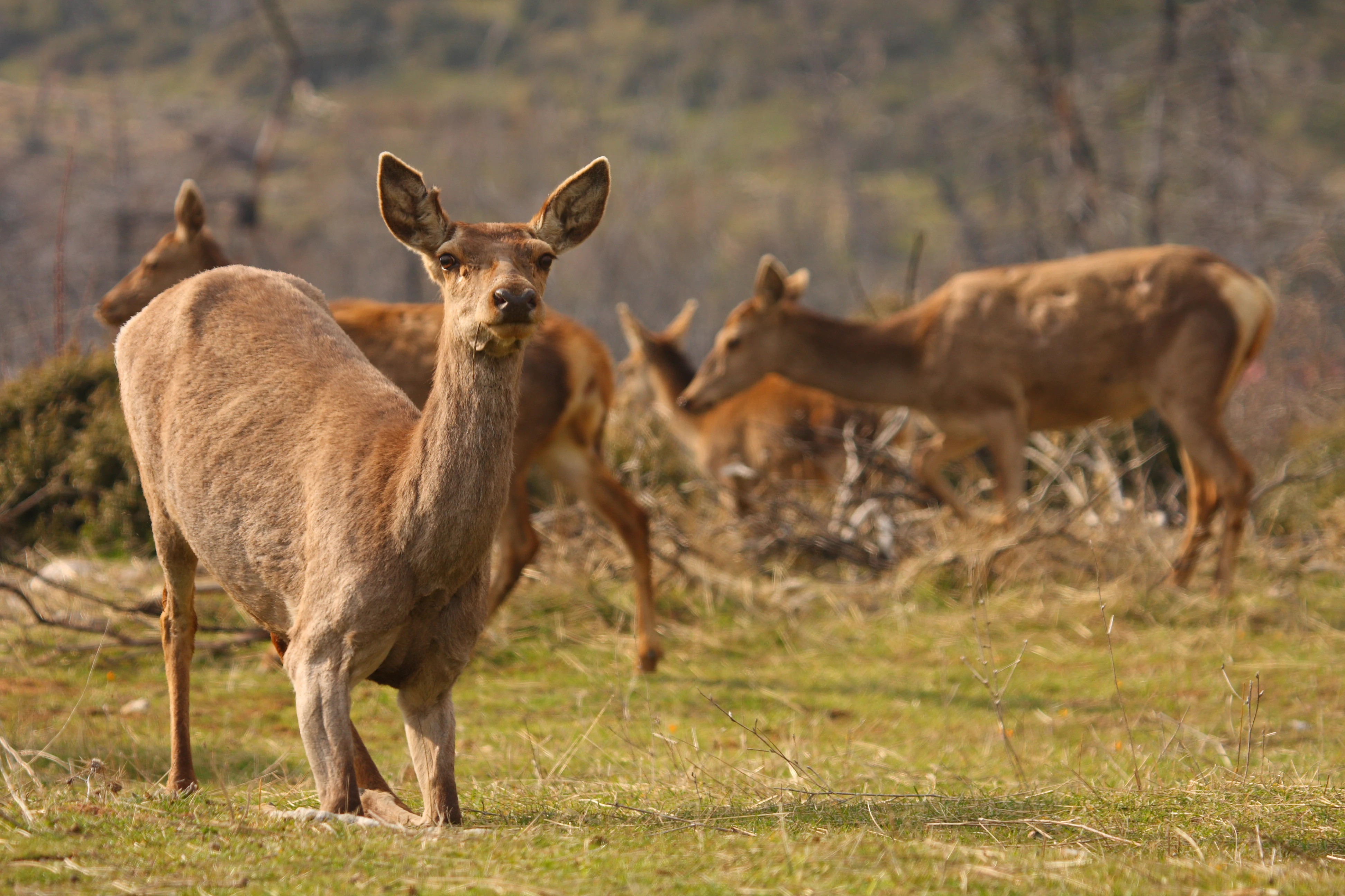 A red deer stands in the foreground, facing the camera, while other deer graze in the slightly blurred background on a grassy hillside.