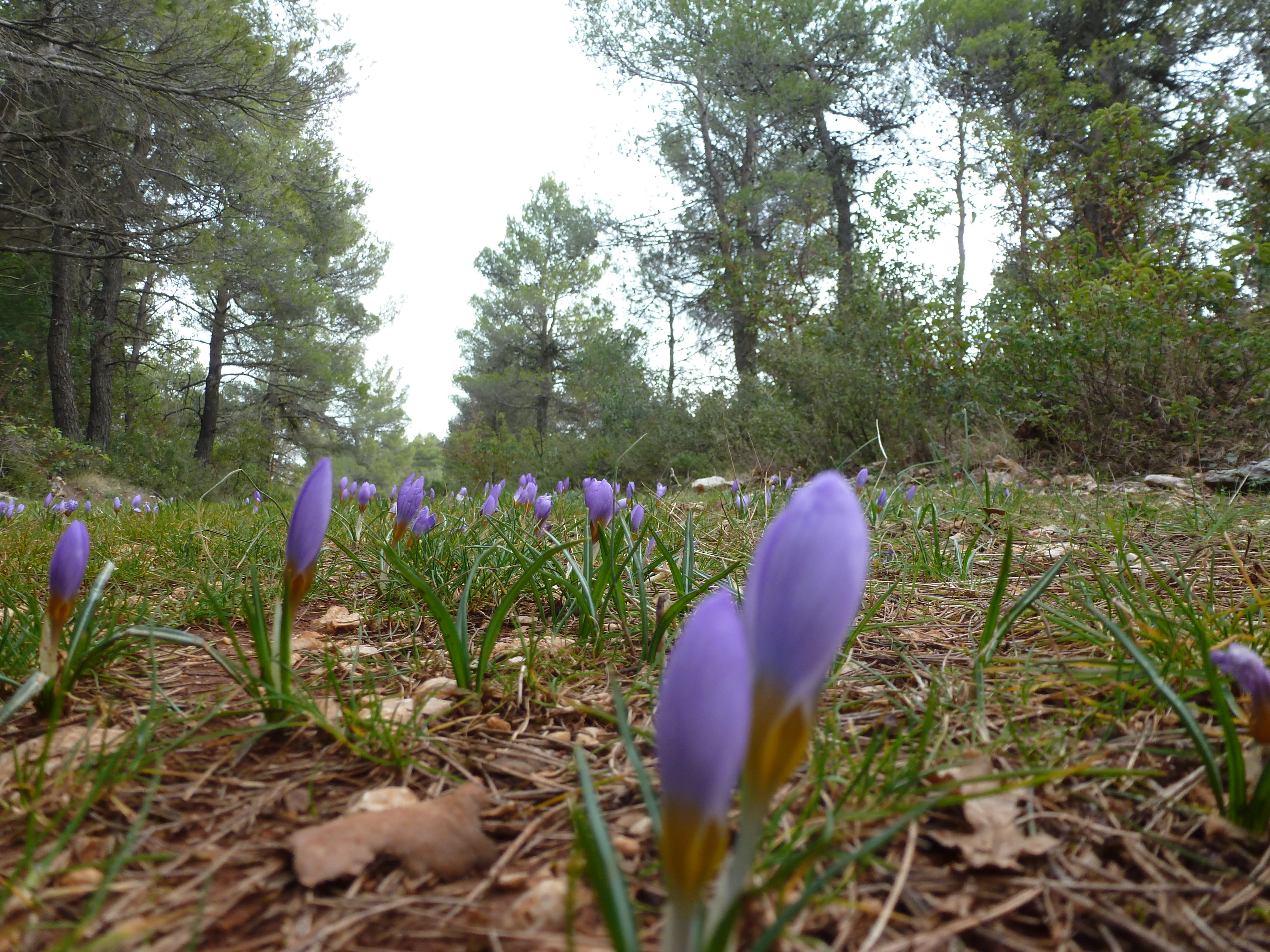 A low angle, close-up shot of small purple crocus flowers growing in a grassy, pine-needle-covered clearing in a forest.