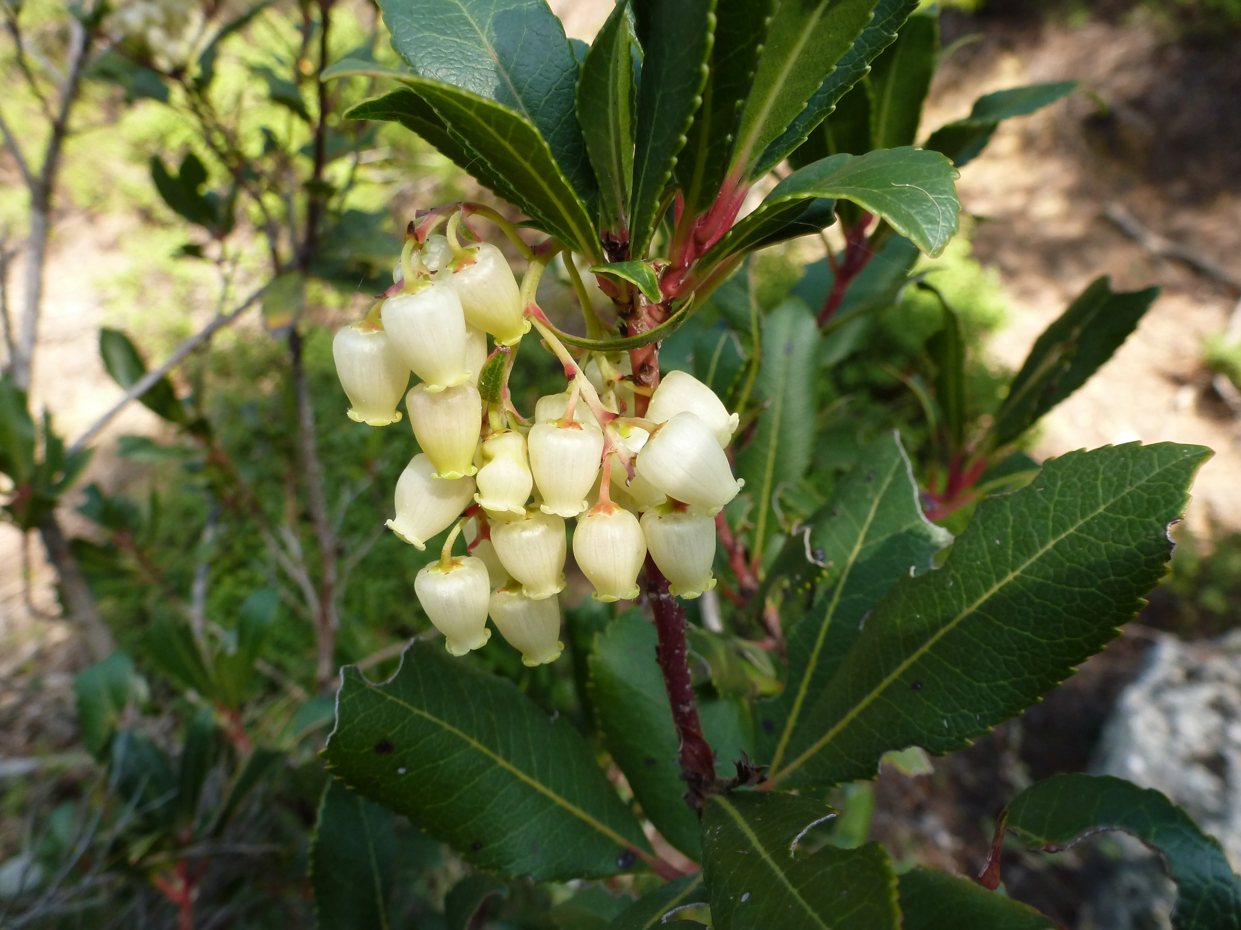 A close-up of clusters of small, white, bell-shaped flowers hanging from a green-leaved shrub with reddish stems.