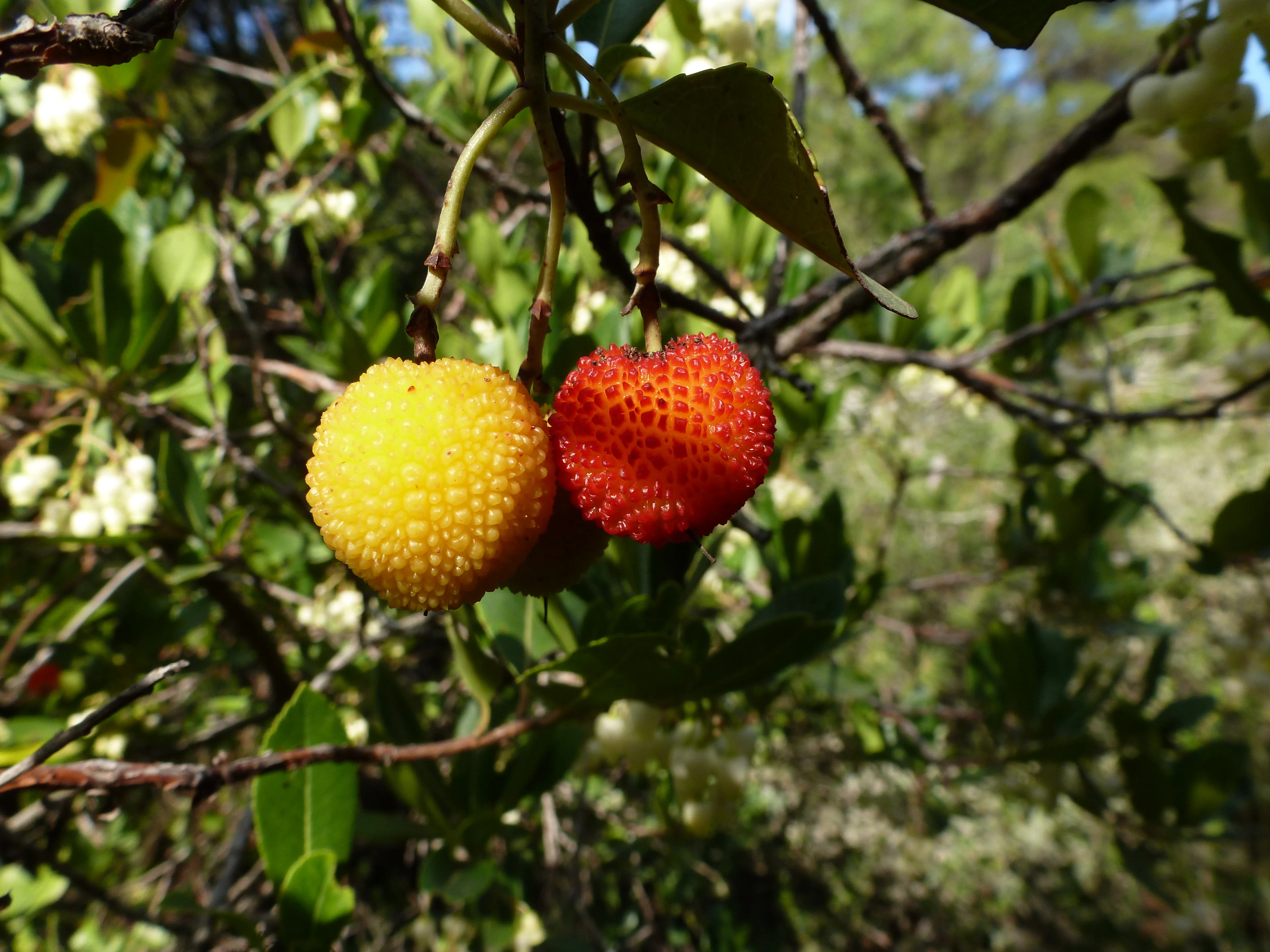 Close up of one yellow and one red strawberry tree fruit hanging from a branch among green leaves.