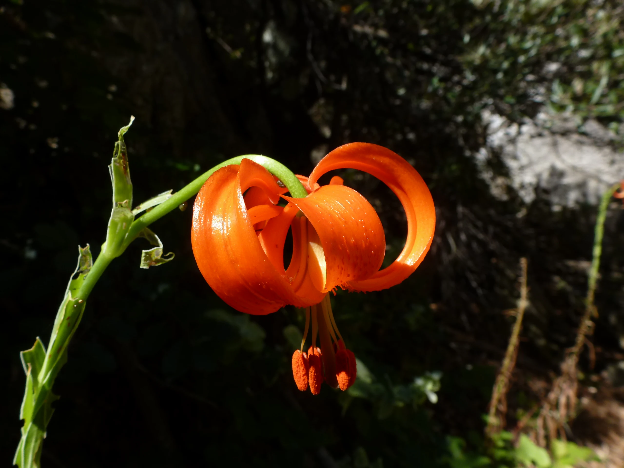 A single bright orange Turk's cap lily flower in full bloom with recurved petals, set against a blurred green and dark background.