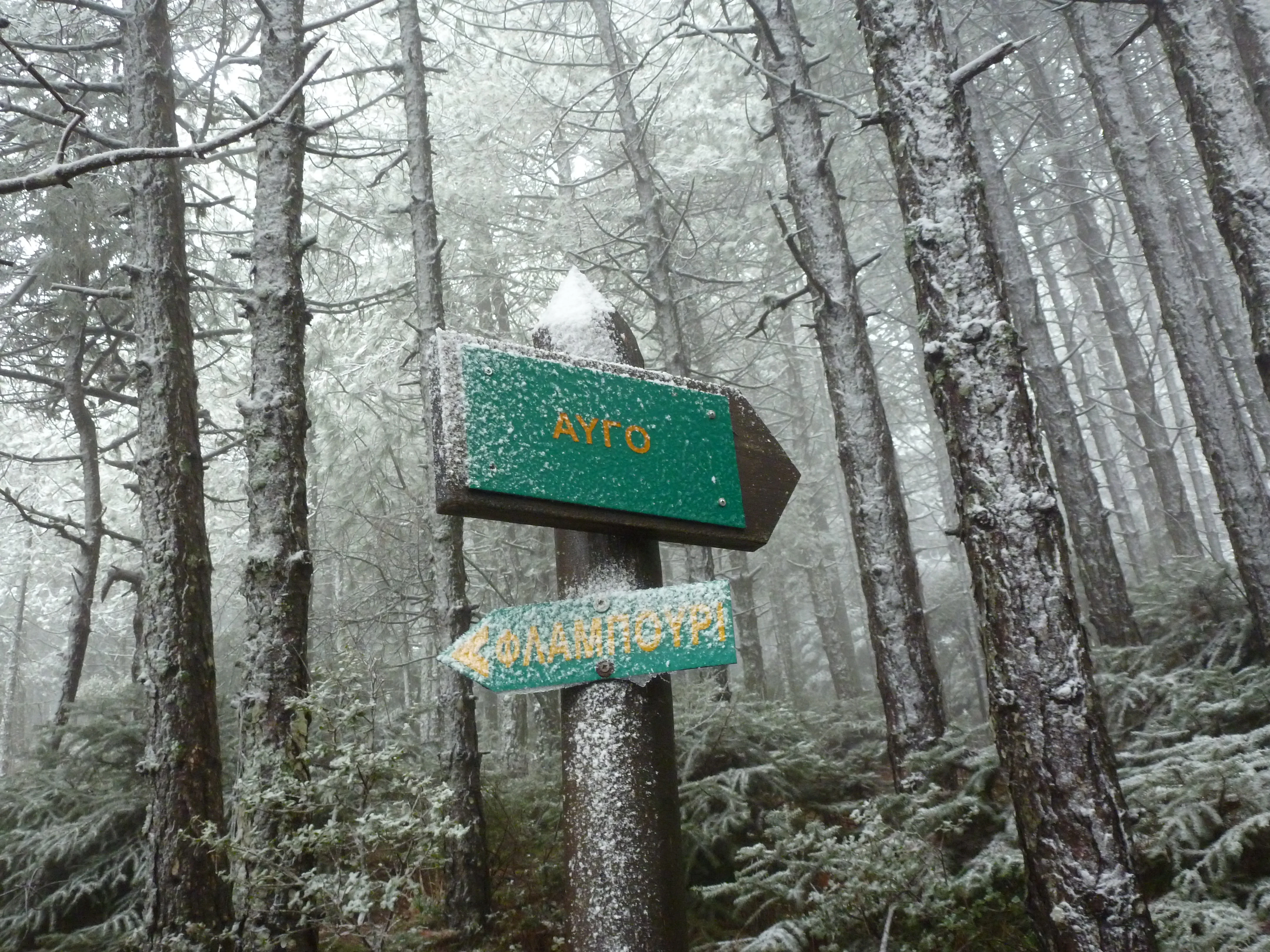 A wooden post with two green directional signs stands in a snow covered pine forest. The signs have text in Greek.