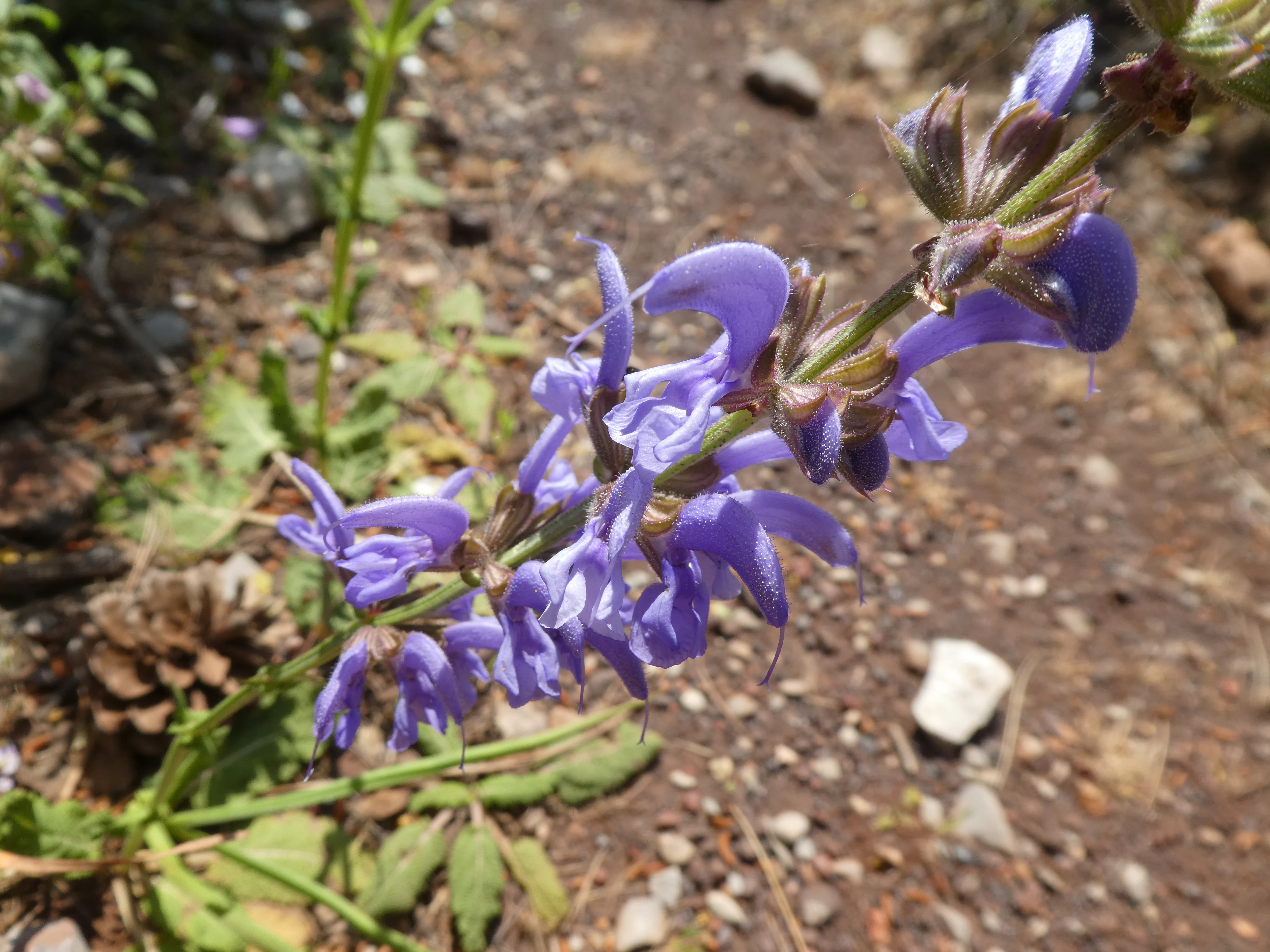 A close up, high angle shot of a vibrant purple flower stalk with several tubular blooms, growing near a dirt path with pine needles.
