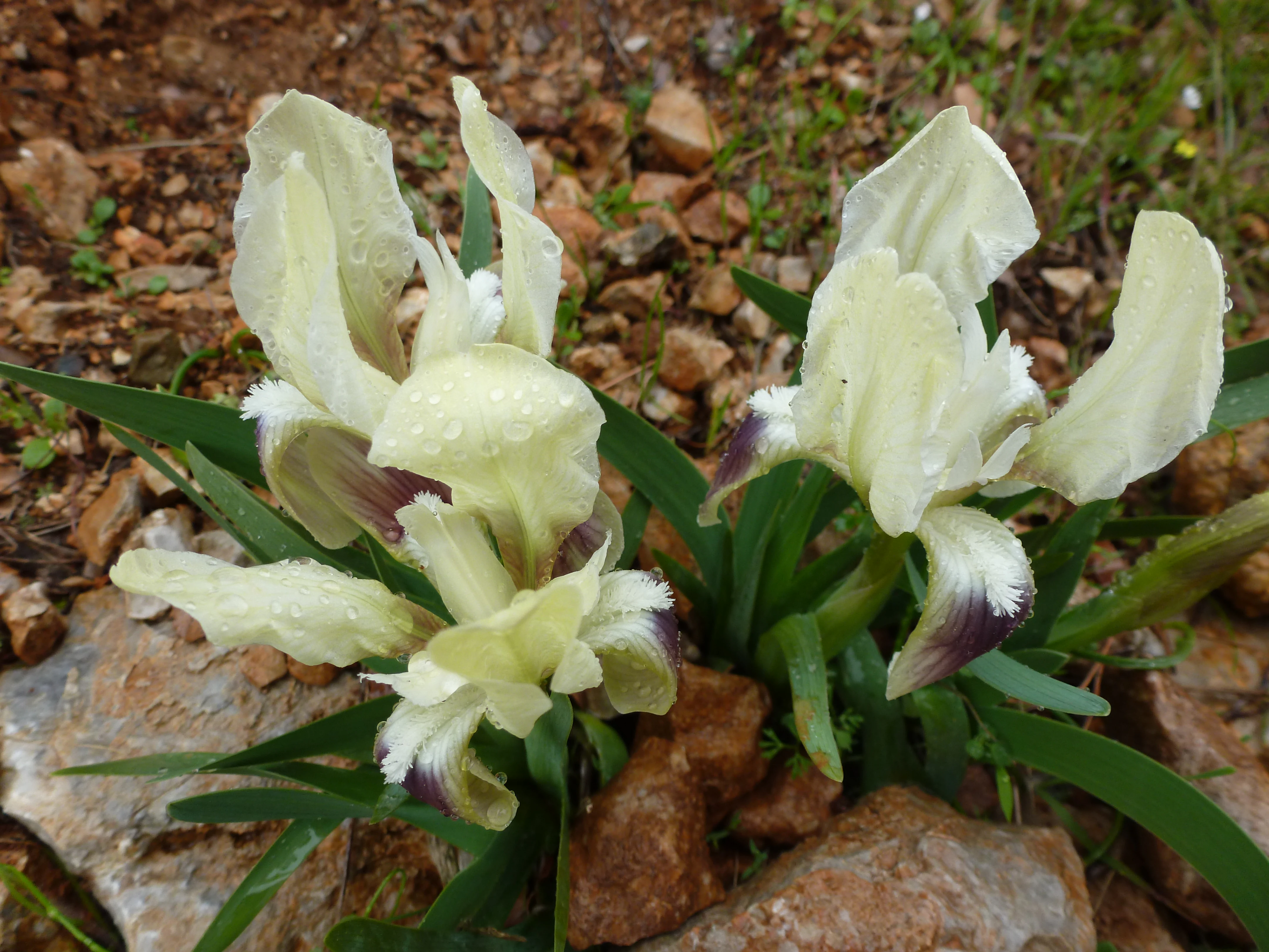 Close-up view of two light-yellow and purple-streaked irises blooming among scattered brown rocks.
