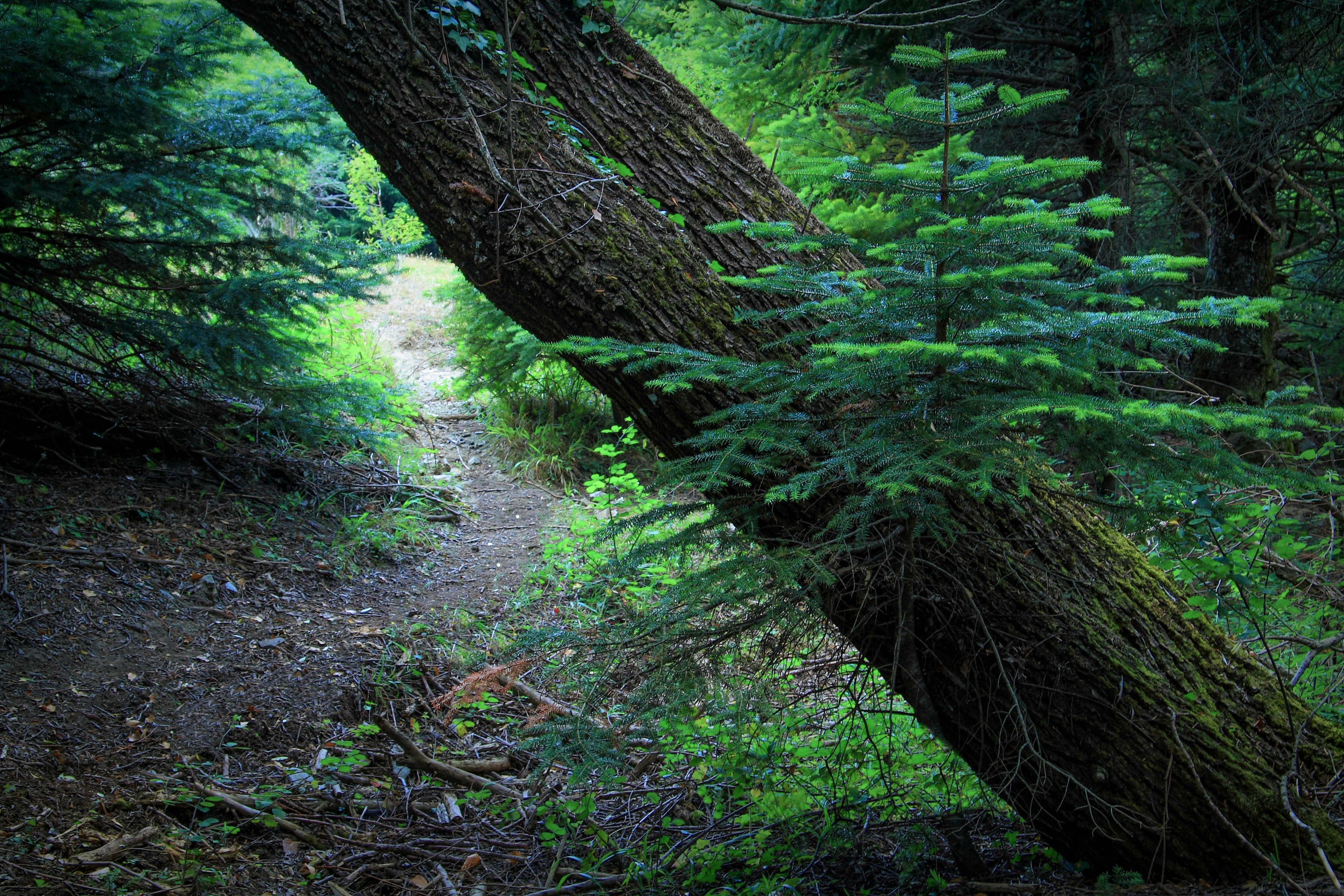 A small green fir sapling growing out from the side of a large, fallen moss-covered tree trunk, with a path visible in the background through the woods.