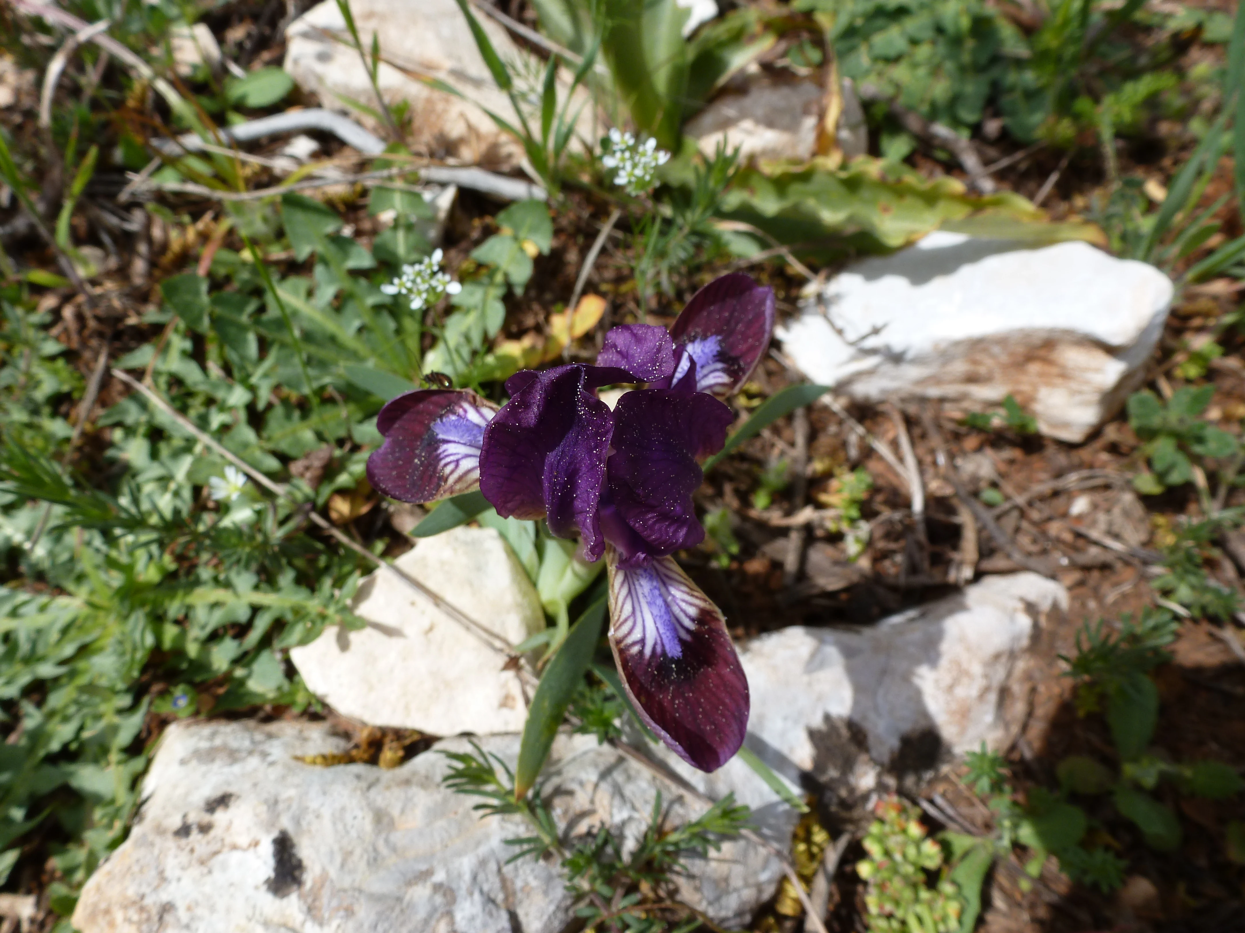 A close-up, high-angle shot of a deep purple and violet iris flower blooming on a rocky, grassy slope.