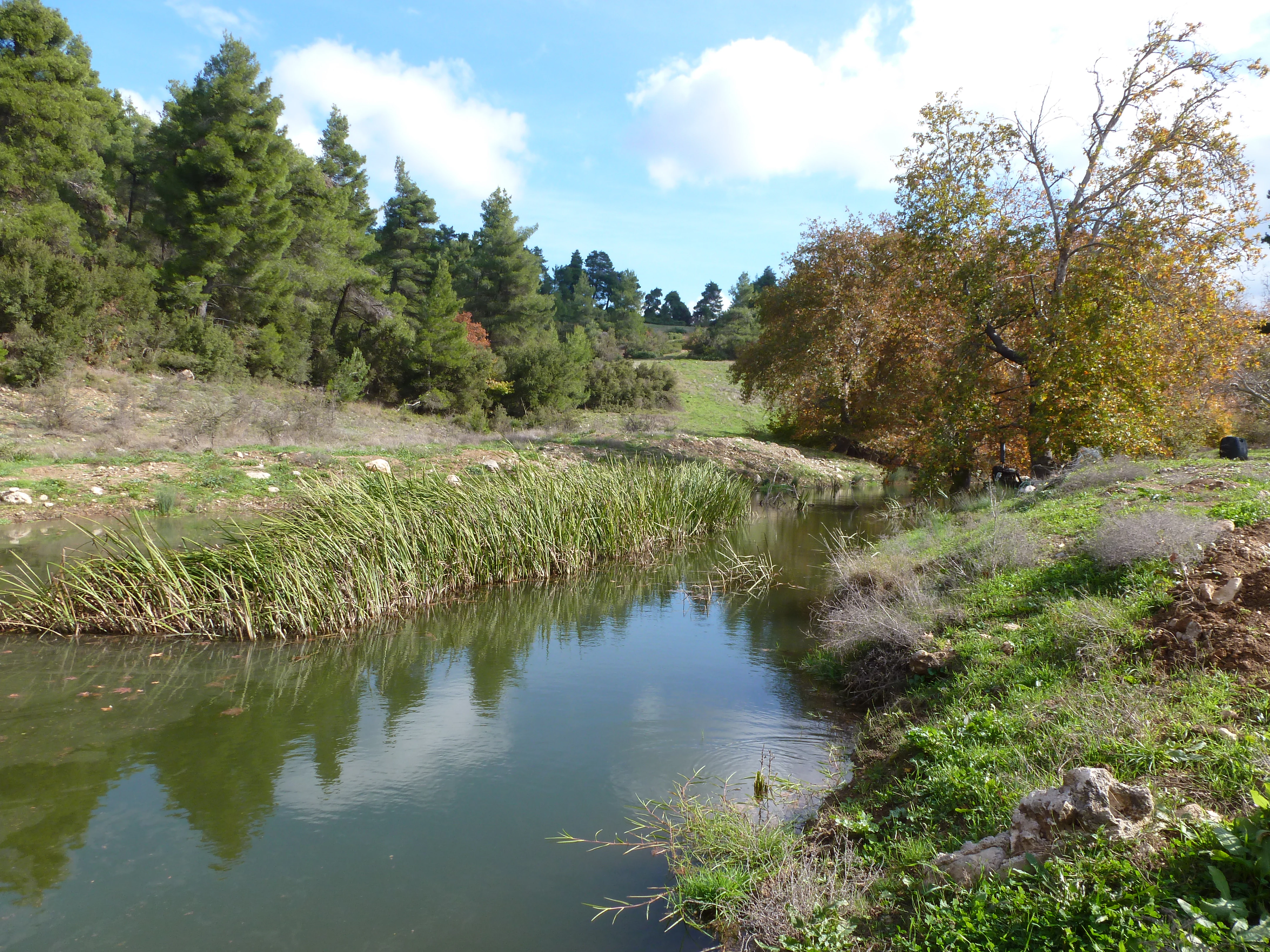 A small, calm stream winds through a green, forested area with coniferous trees on the left and deciduous trees showing autumn colors on the right.